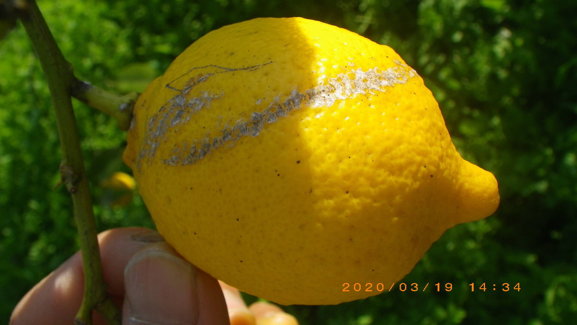 好評通販 広島レモン完全無農薬10キロ 化学肥料不使用 採りたて afPol