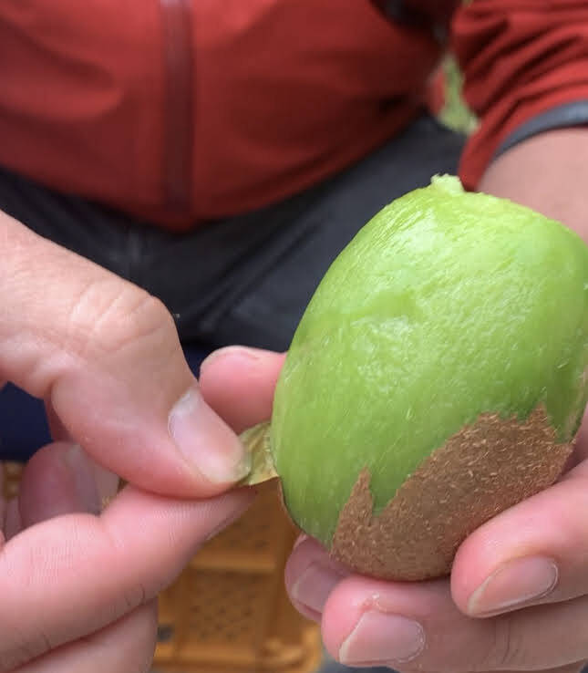 とみー様・お得意様ご予約分加工用キュウイフルーツ20キロ 【今だけ10