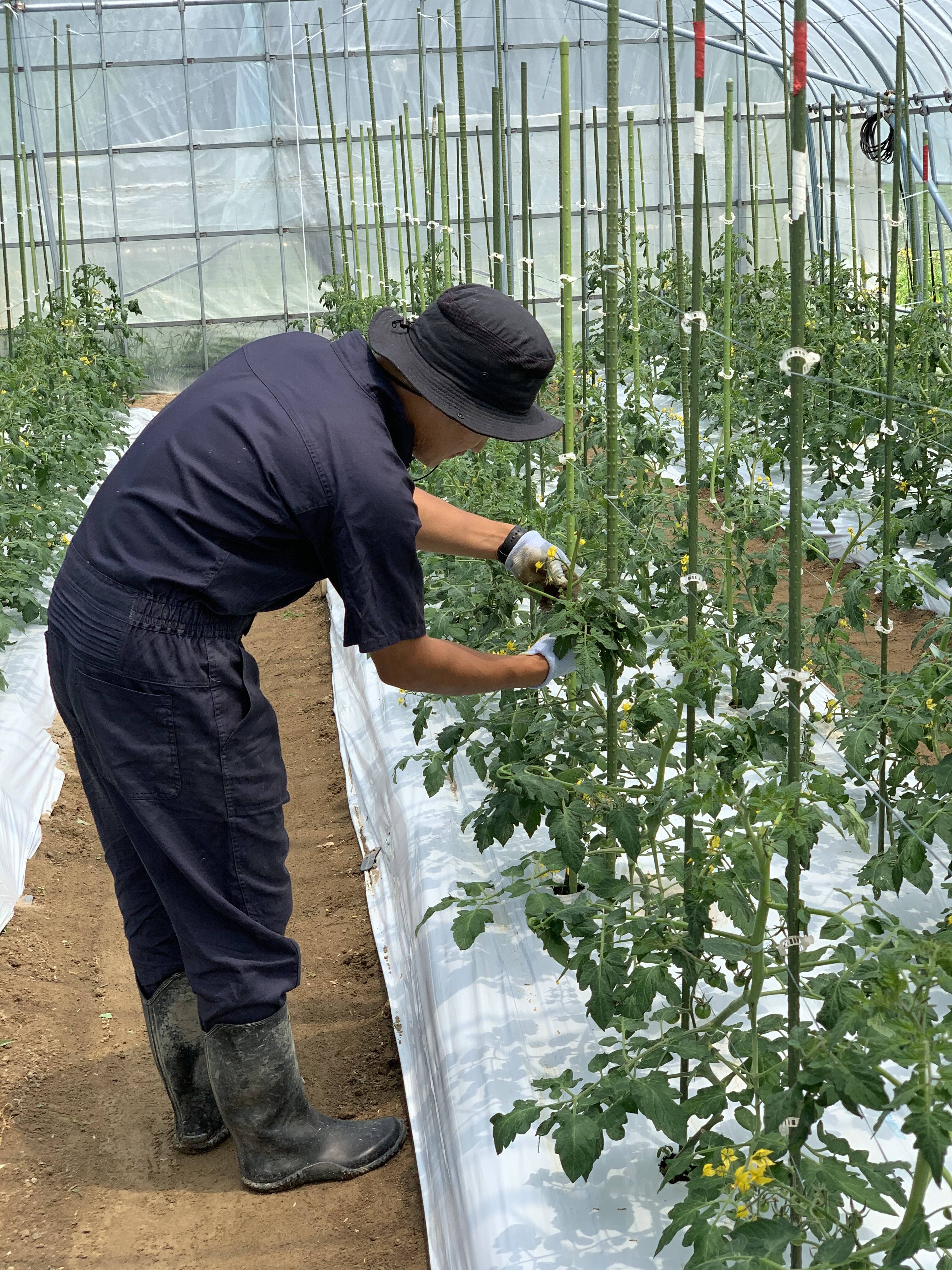産菜農家へのレビュー・商品：山形県｜食べチョク｜産地直送(産直)お