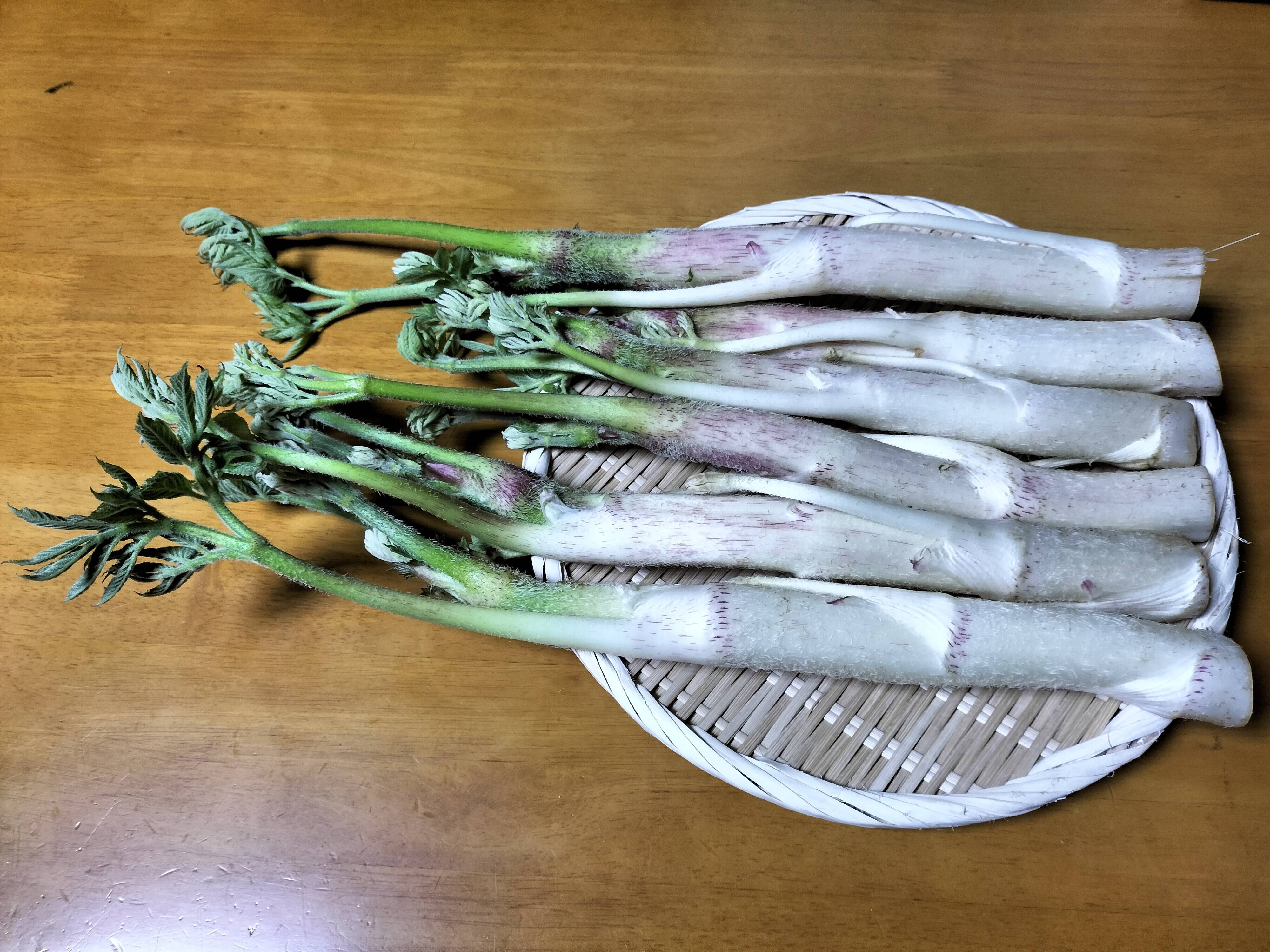ウド 1kg 北国の瑞々しい春の味：秋田県産のウド｜食べチョク｜産地直送(産直)お取り寄せ通販 - 農家・漁師から旬の食材を直送