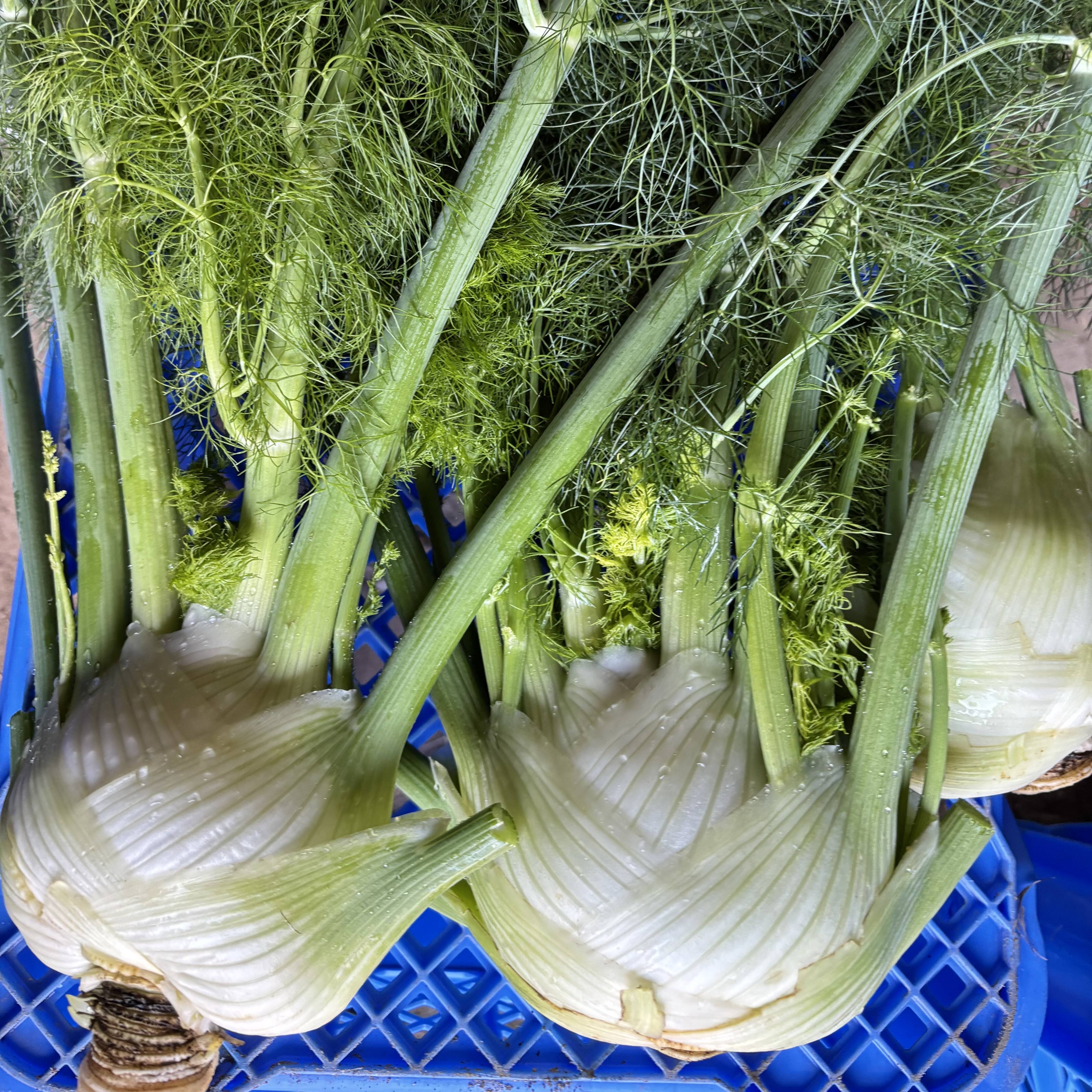 フェンネル / fennel 2株：愛知県産のフェンネル｜食べチョク｜産地