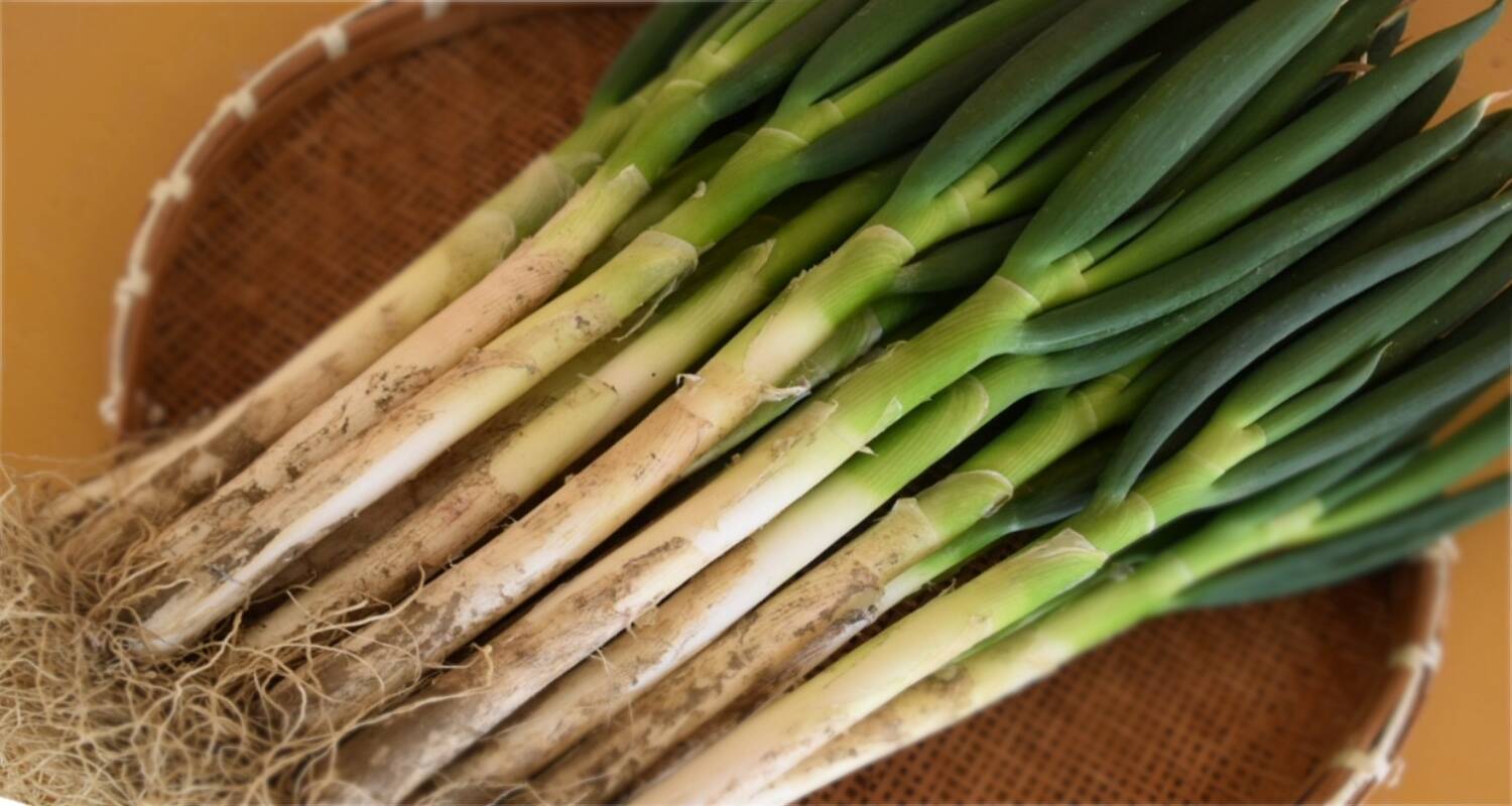 旬の味！！！深谷蜜ねぎ（10kg）：埼玉県産のねぎ｜食べチョク｜産地