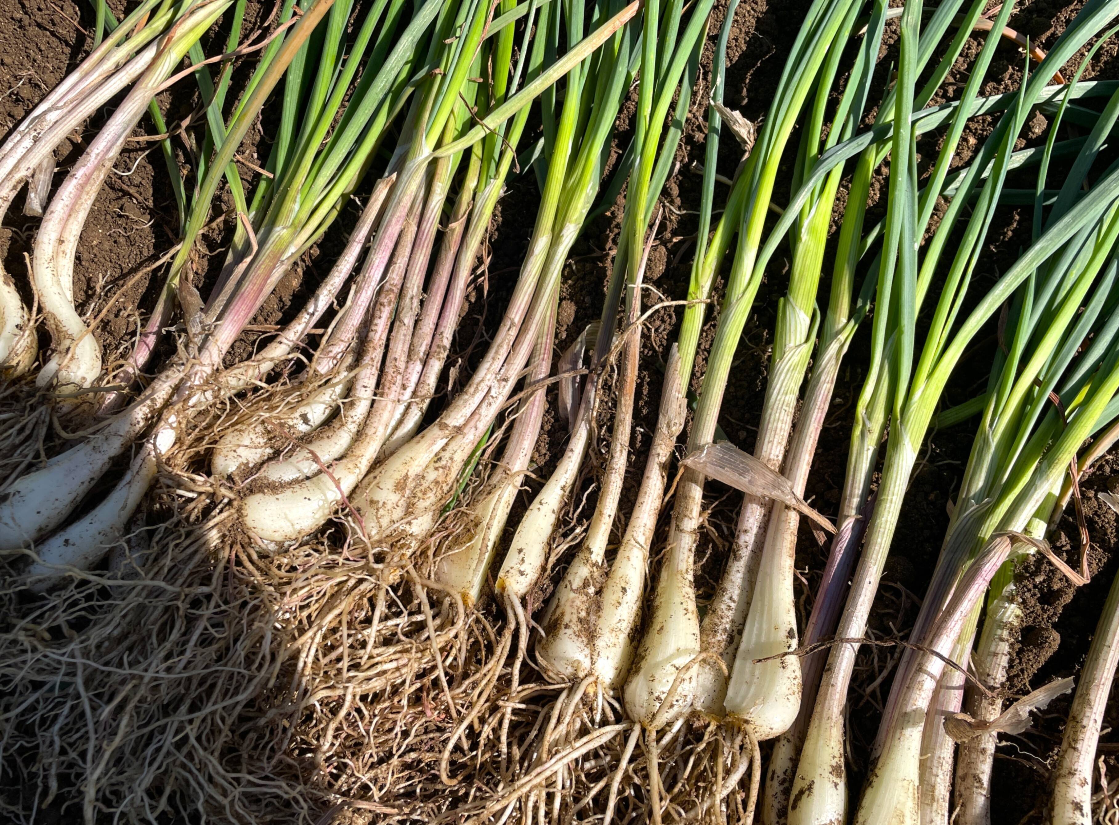 朝どれ】【土付き】自然栽培らっきょう 500g｜栽培期間中農薬不使用