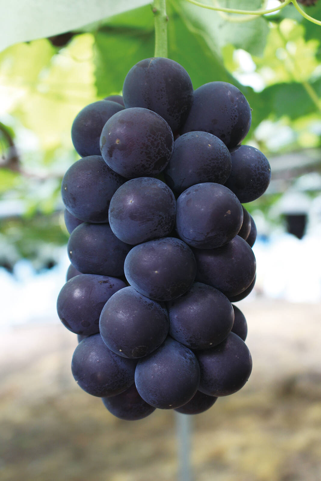 巨大粒でボリューム満点！！大粒ぶどう藤稔1房 約600g：山形県産の藤稔