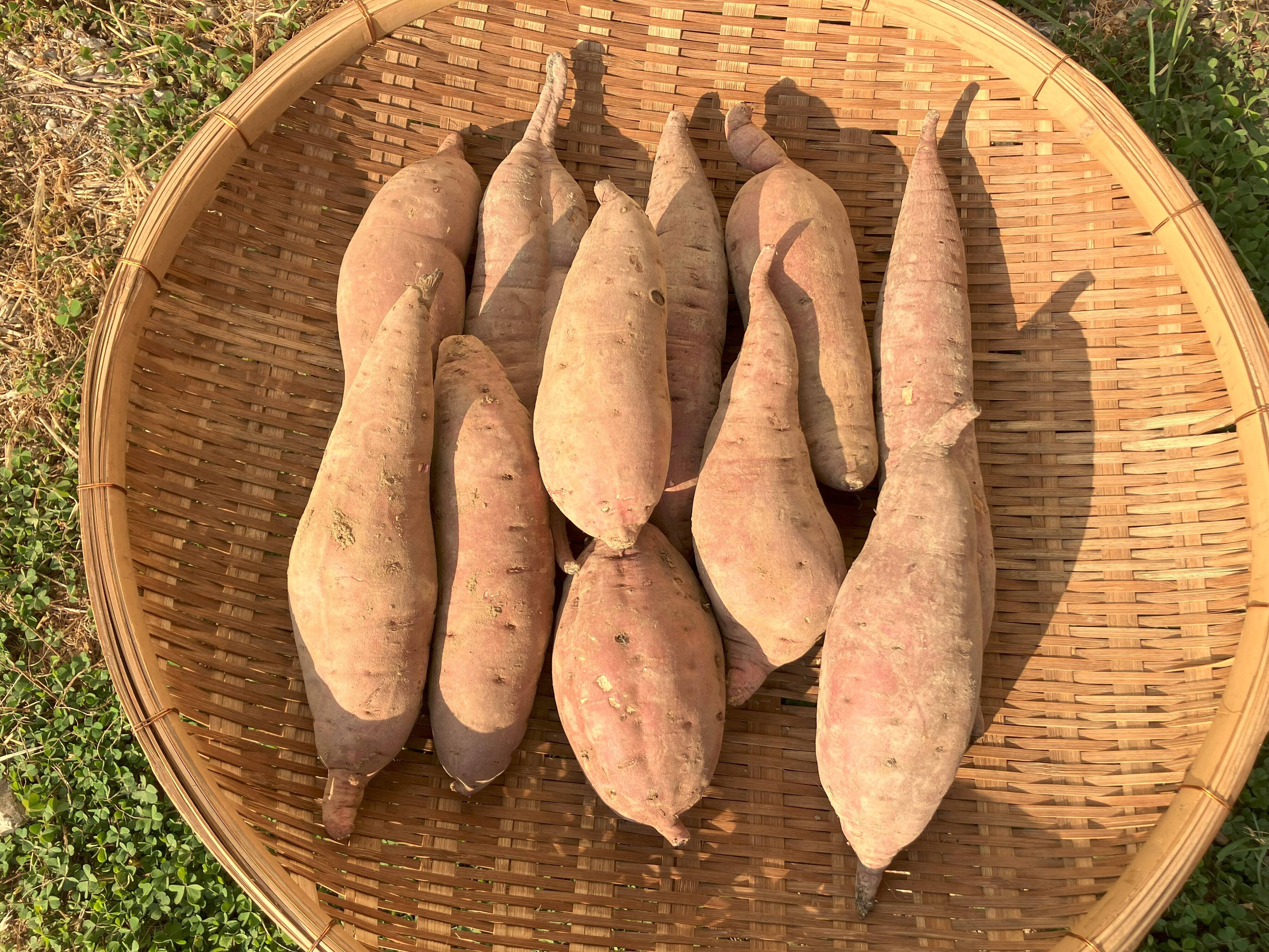 自然栽培〈特大べにはるか〉大分県産さつまいも 10kg：大分県産
