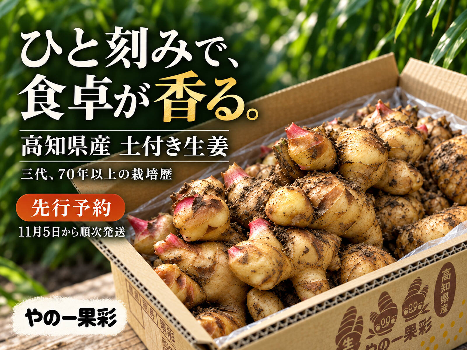 先行予約・11月5日発送開始】高知県産 土付き新生姜 1kg｜やの一果彩