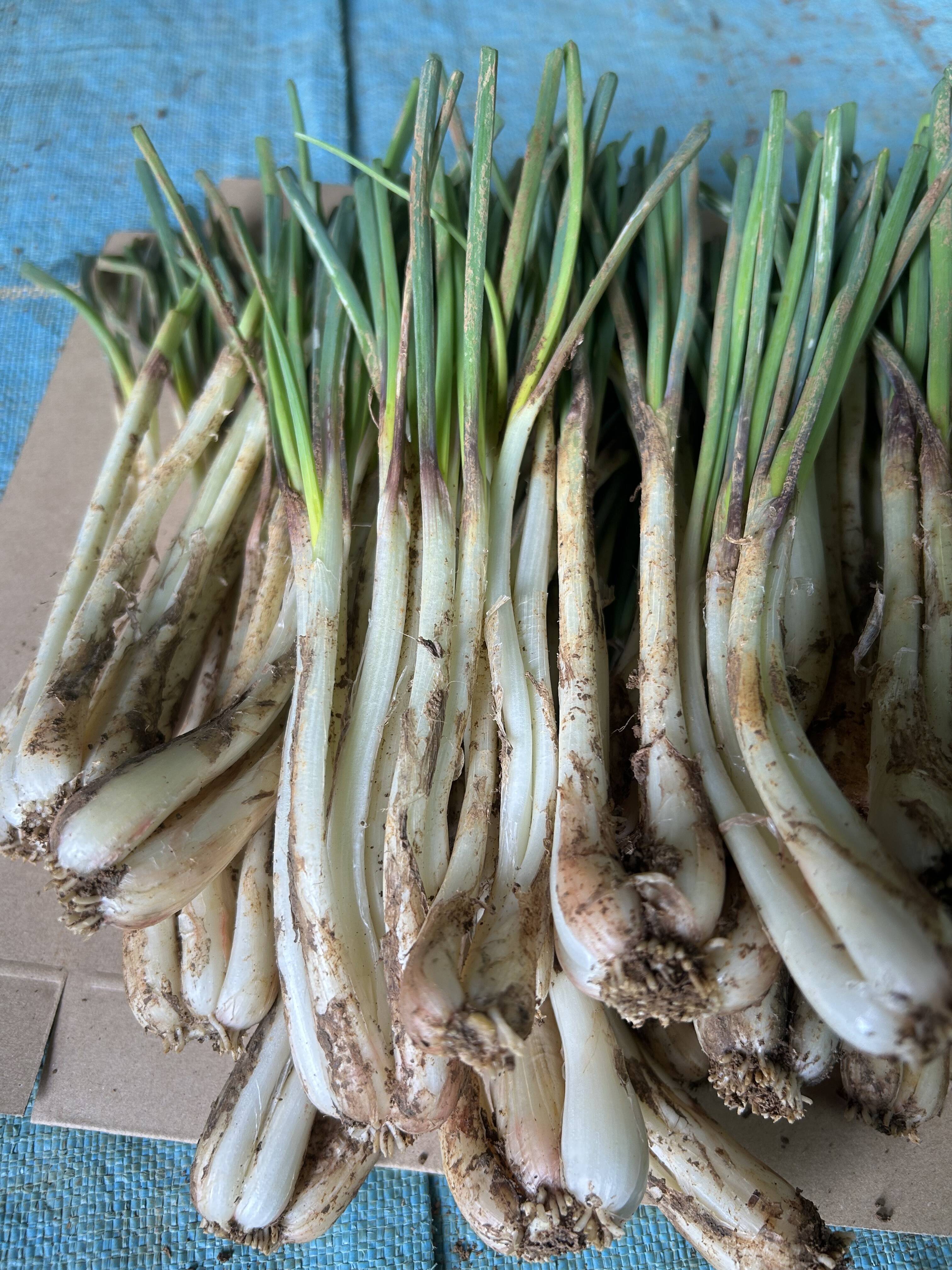 沖縄伊江島産　島らっきょう　5kg 農薬不使用　朝とり　沖縄料理屋　居酒屋向き 沖縄伊江島産島らっきょう5kg 農薬不使用朝とり沖縄料理屋居酒屋向き