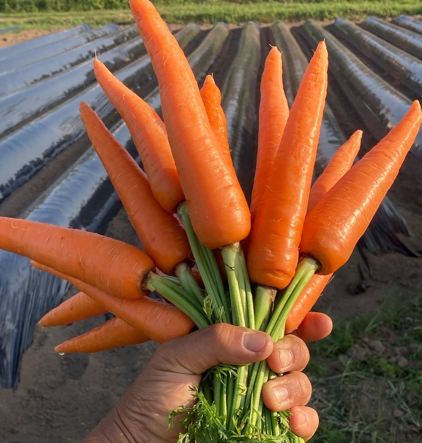 有機さつま芋 有機にんじん 極旨 organic：福岡県産の野菜セット｜食べ