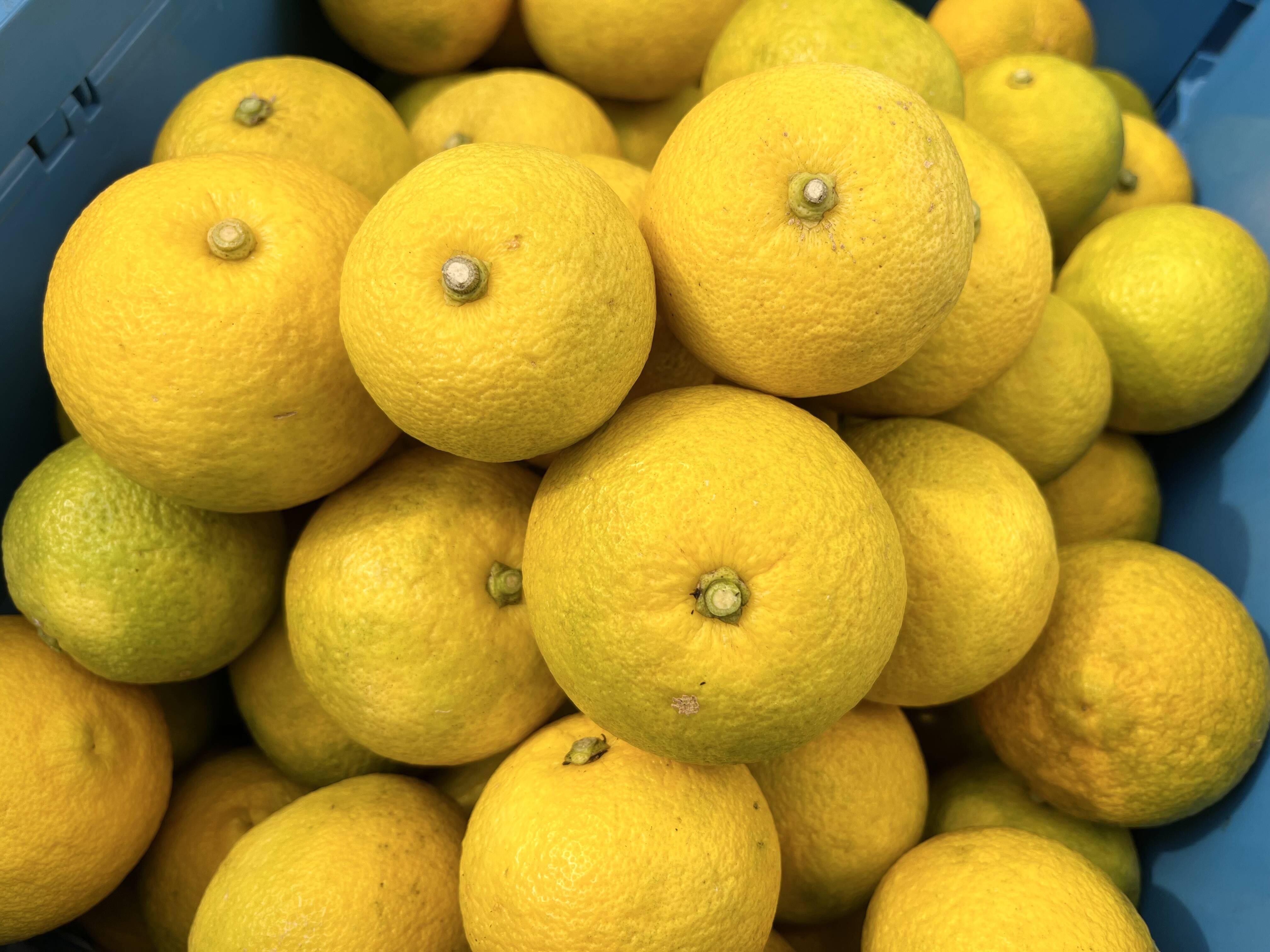 おうちで楽しむ黄カボス(4kg)：大分県産のみかん・柑橘類｜食べチョク