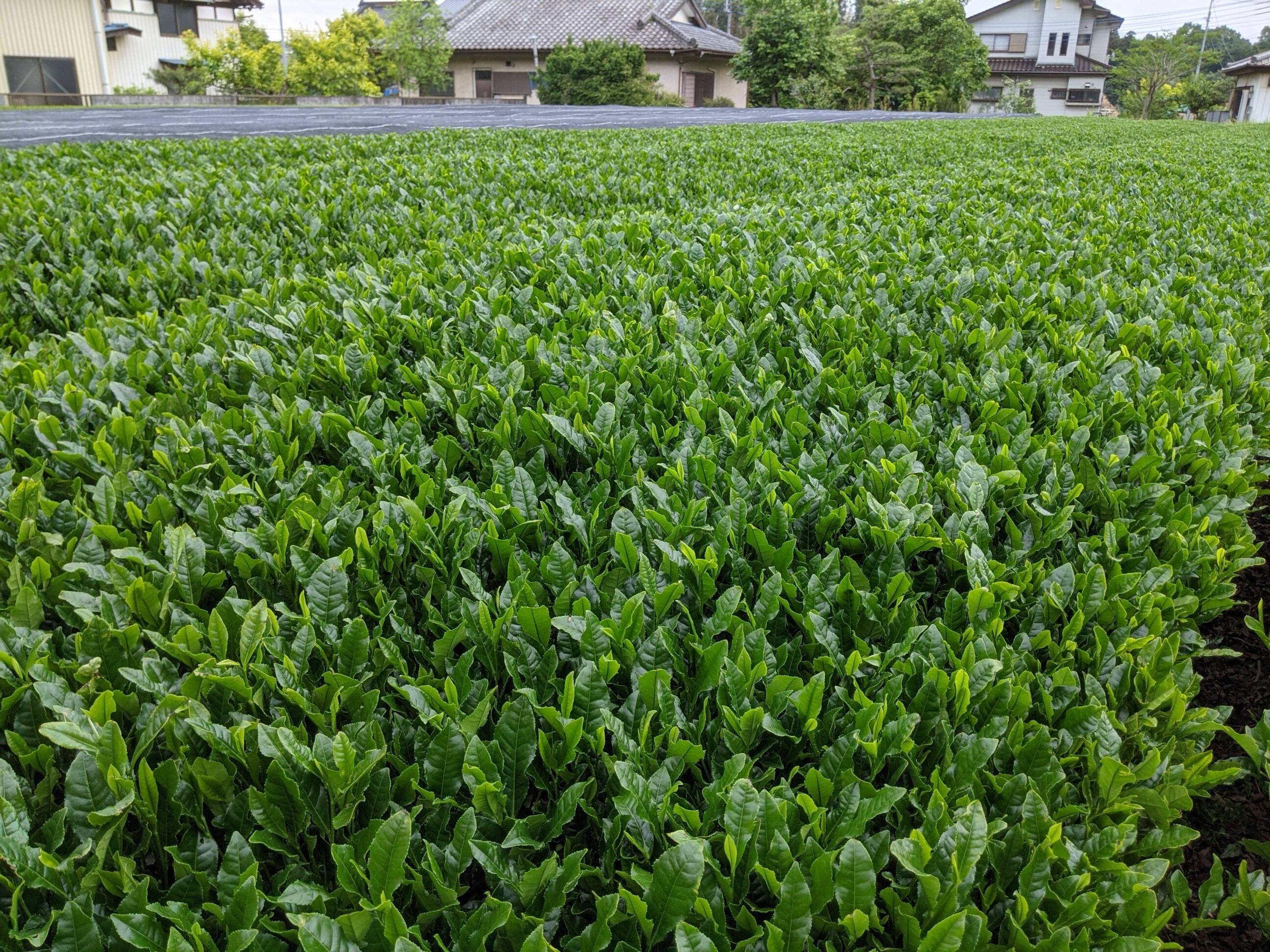農薬を使わず、自然農法のお茶の葉から作りました!!：茨城県産の加工品｜食べチョク｜産地直送(産直)お取り寄せ通販 - 農家・漁師から旬の食材を直送