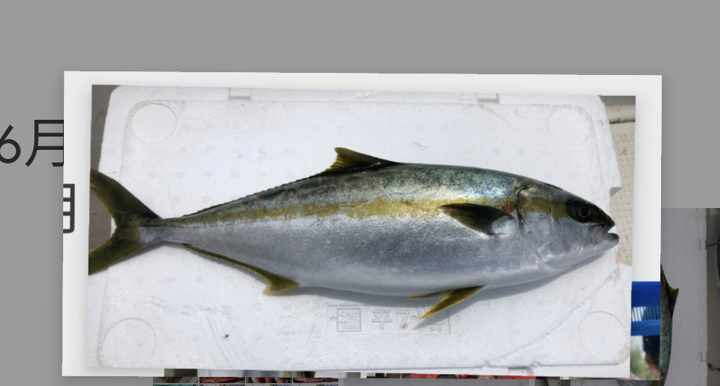 明日朝まで限定 捕れたて ヒラマサ ヒラス 約2キロ オコゼ0 45kg 高級魚 長崎県対馬市 鮮魚 長崎県産の魚介類 食べチョク 産地直送 産直 お取り寄せ通販 農家 漁師から旬の食材を直送