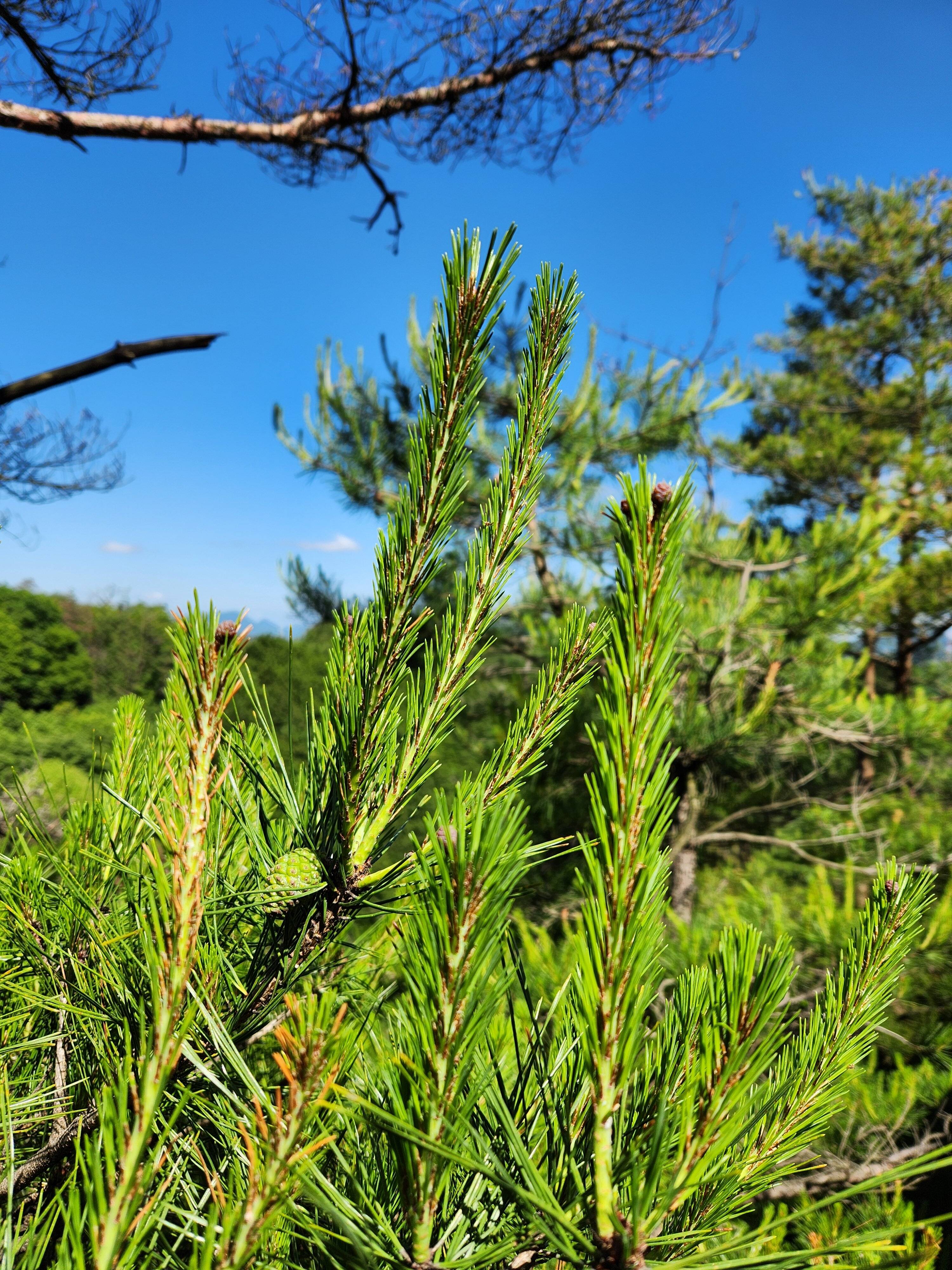 ★天然　希少　松の葉　松葉　新芽　（大）　300g　赤松　四国産　最短発送　クール便専用箱