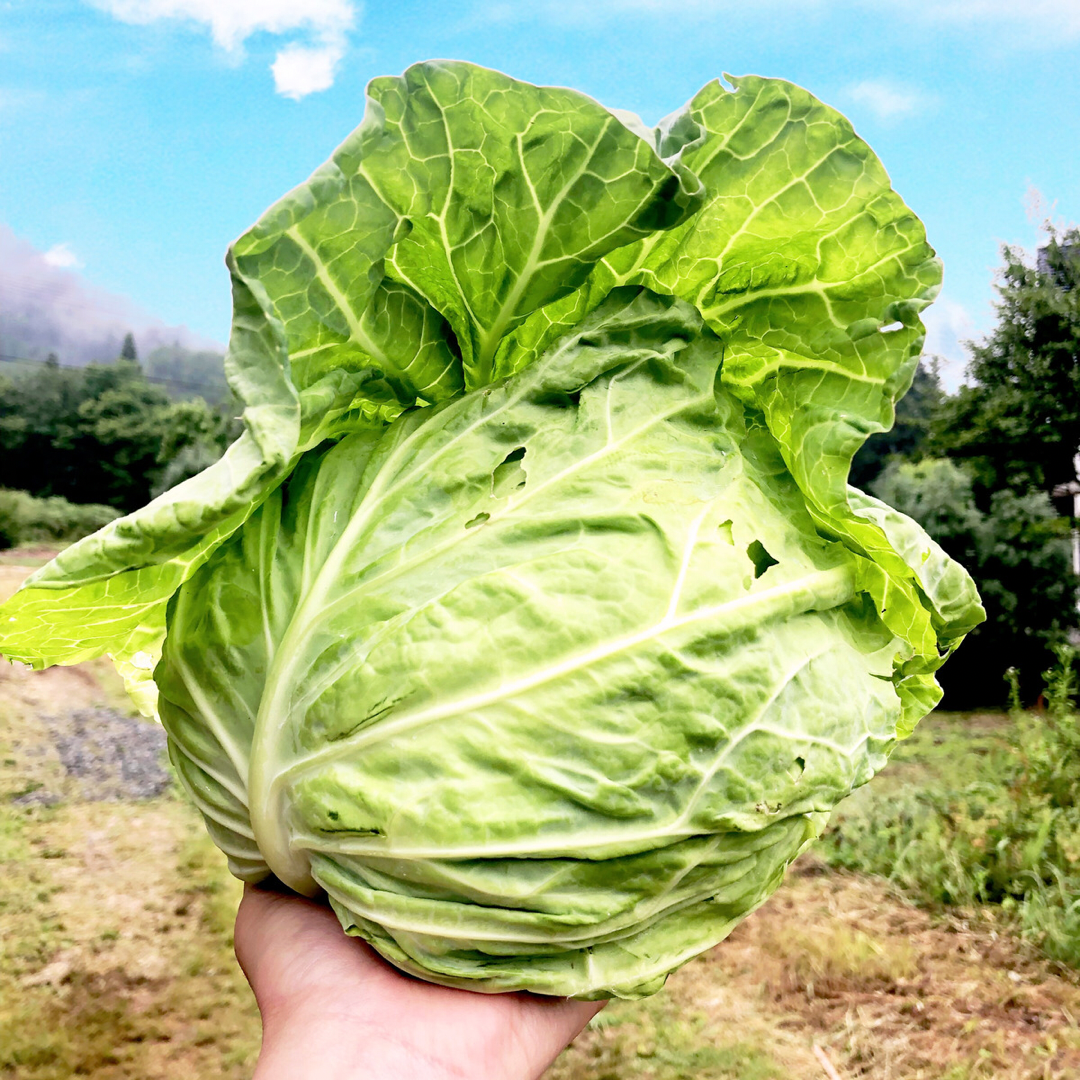 農薬不使用の旨キャベツ！今だけの柔らかい春キャベツを是非！【数量限定】：広島県産のキャベツ｜食べチョク｜産地直送(産直)お取り寄せ通販 -  農家・漁師から旬の食材を直送