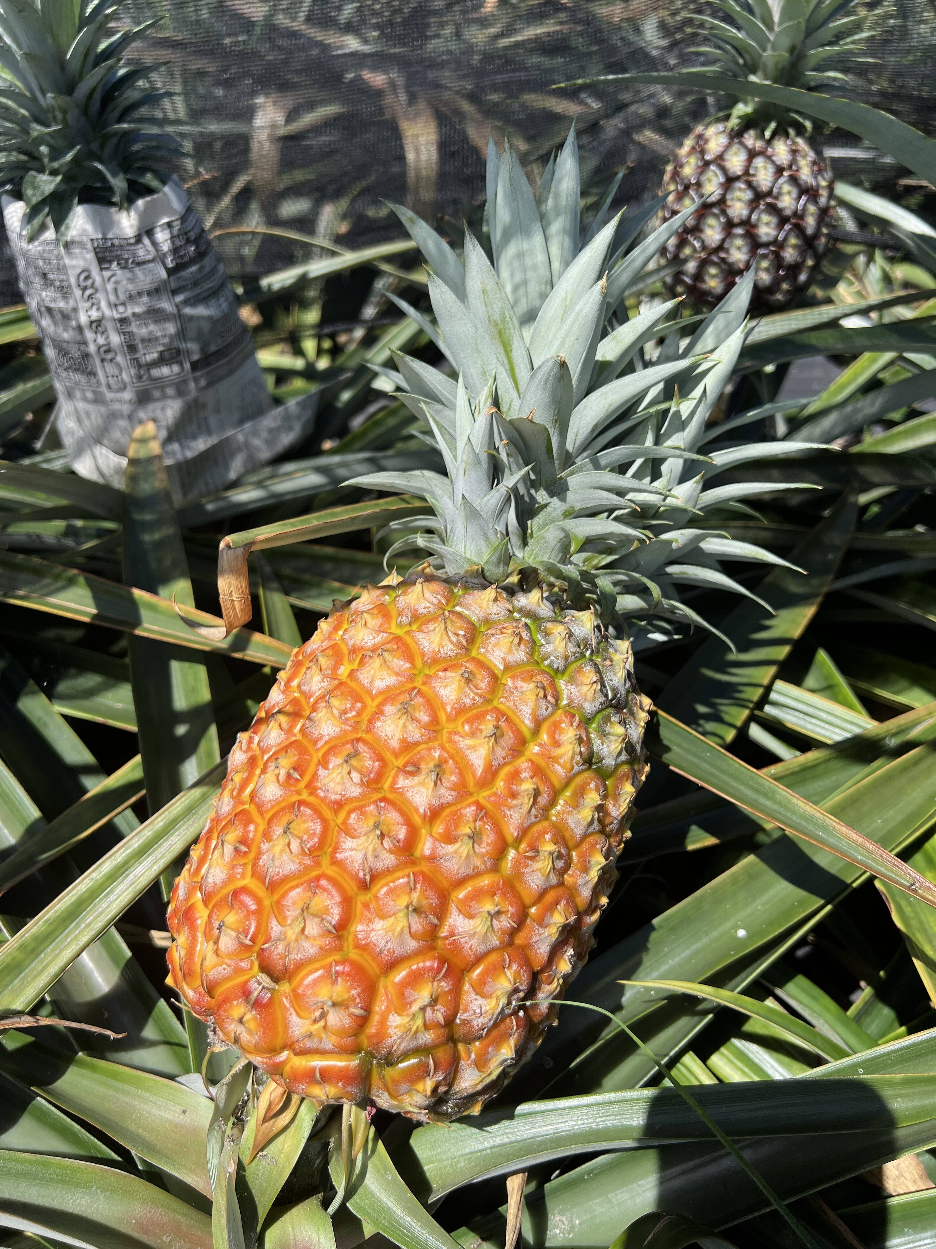 早い者勝ち】完熟ゴールドバレル2玉(一冠、多冠混合)🍍🍍3kg〜：沖縄県