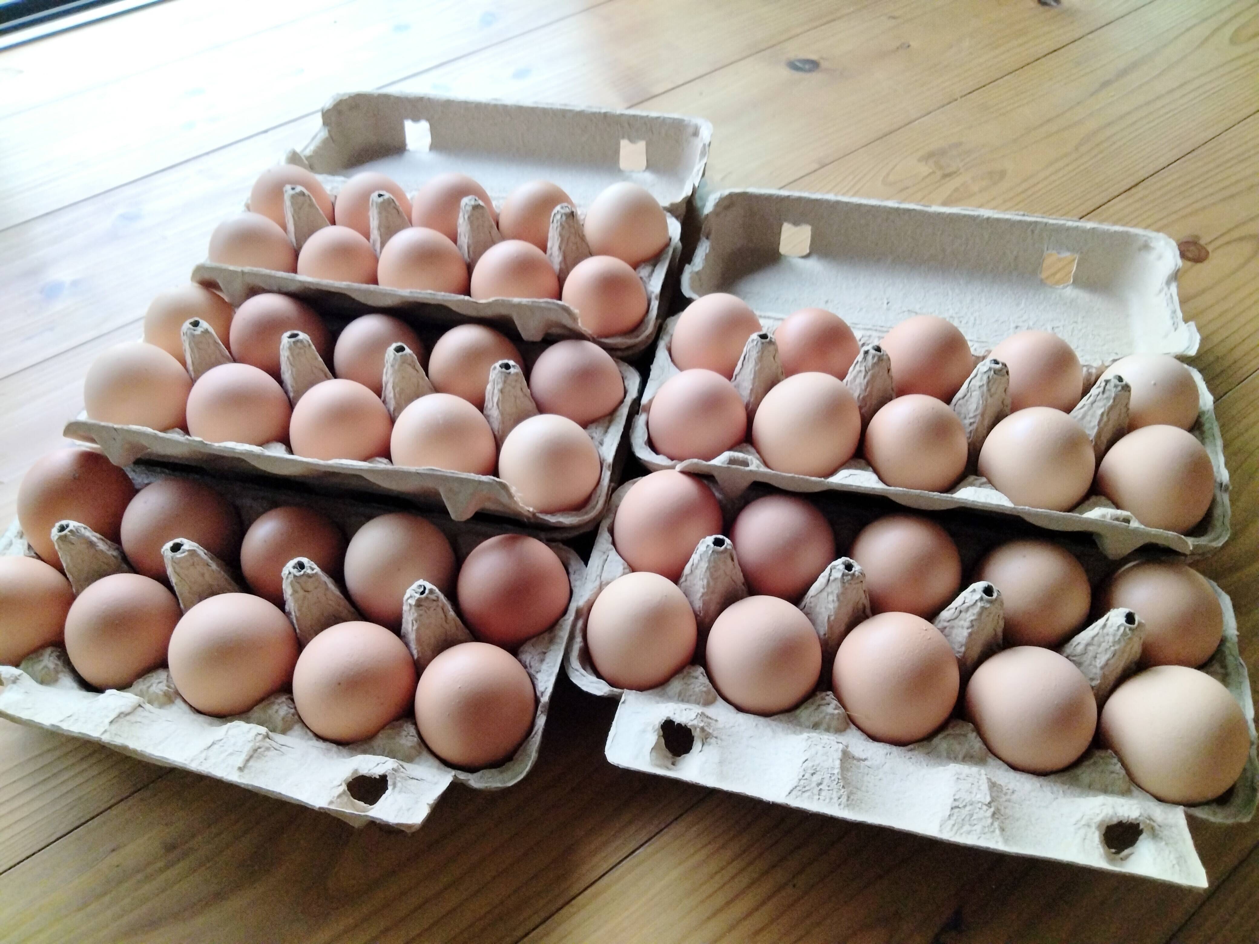 臭みが無い！【濃厚なのにさっぱり】レモン色の平飼い卵60ケクール便