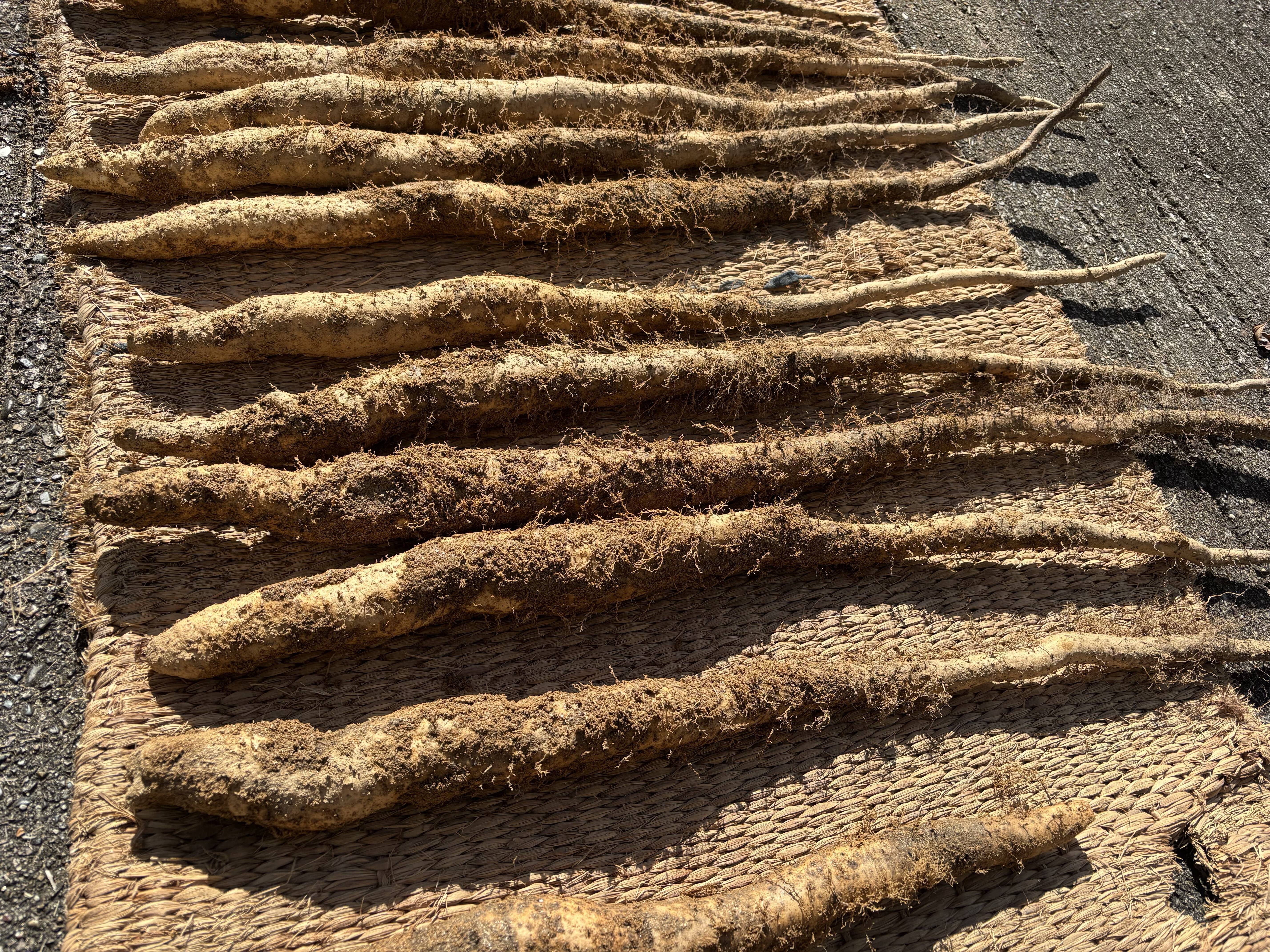 数量限定】山の環境を再現して育てた”今の今