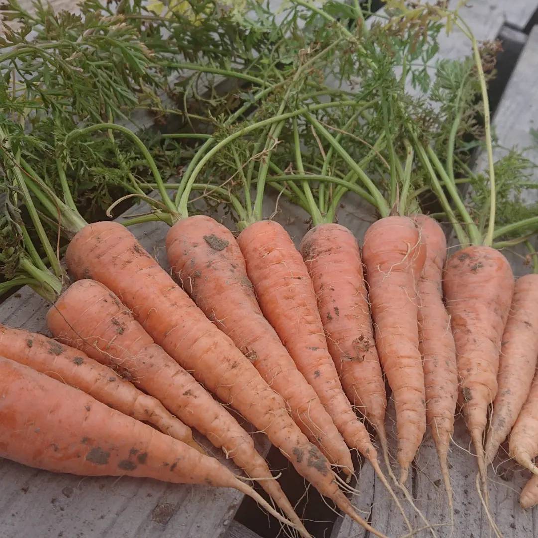 無農薬 自然栽培 Awaji369farm 固定種使用へのレビュー 商品 兵庫県 食べチョク 産地直送 産直 お取り寄せ通販 農家 漁師から旬の食材を直送