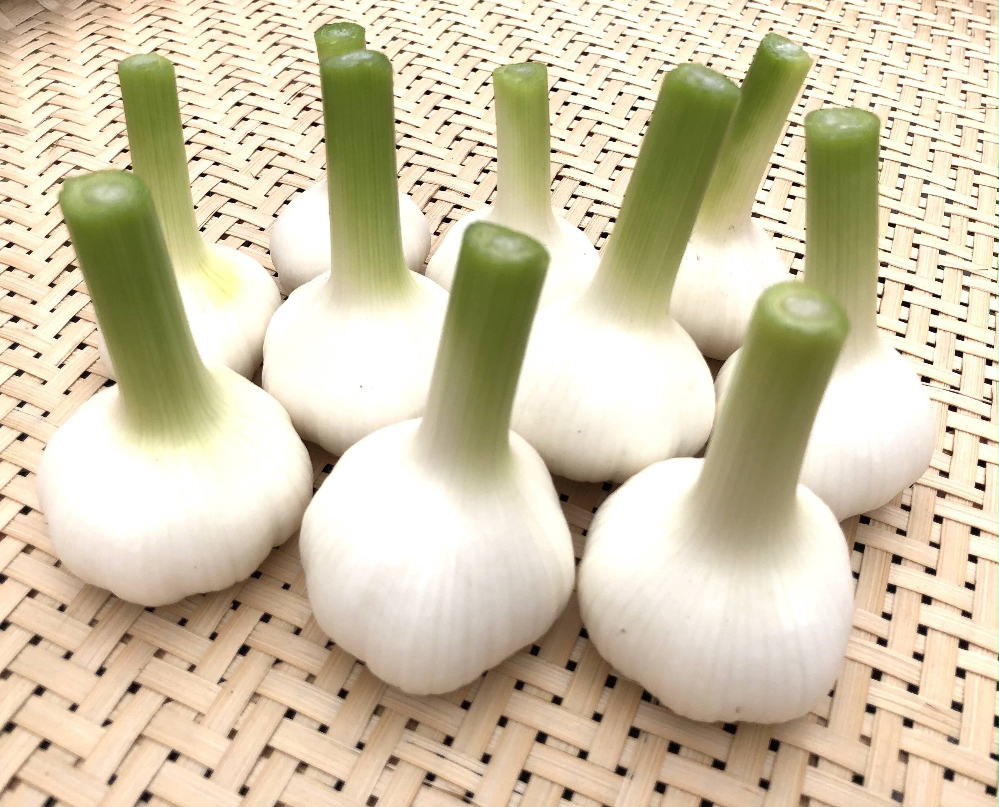 生にんにく】2024年収穫☆S級品☆農薬不使用☆｜500g：島根県産の