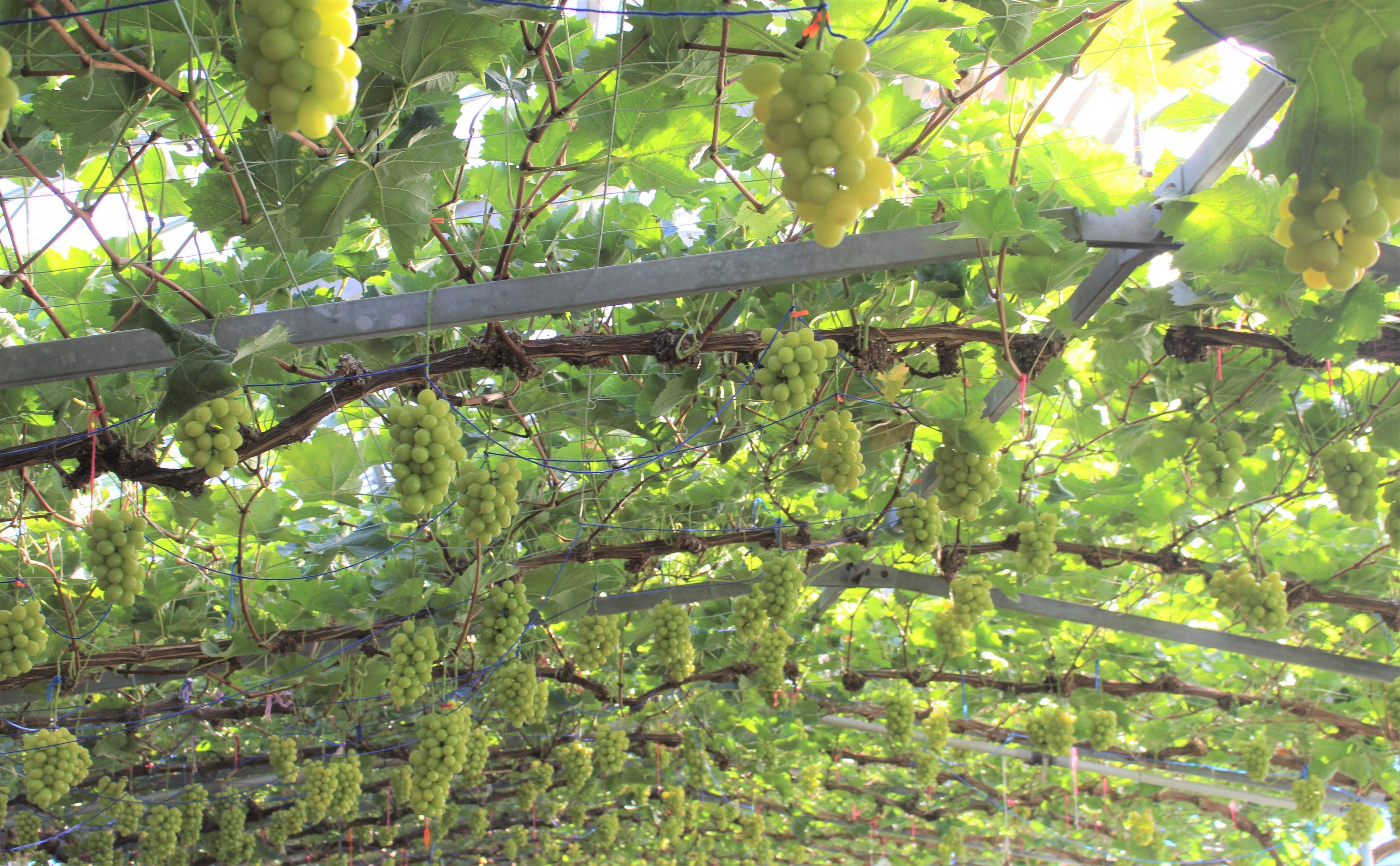 田舎のぶどう屋さんへのレビュー・商品：岡山県｜食べチョク｜産地直送
