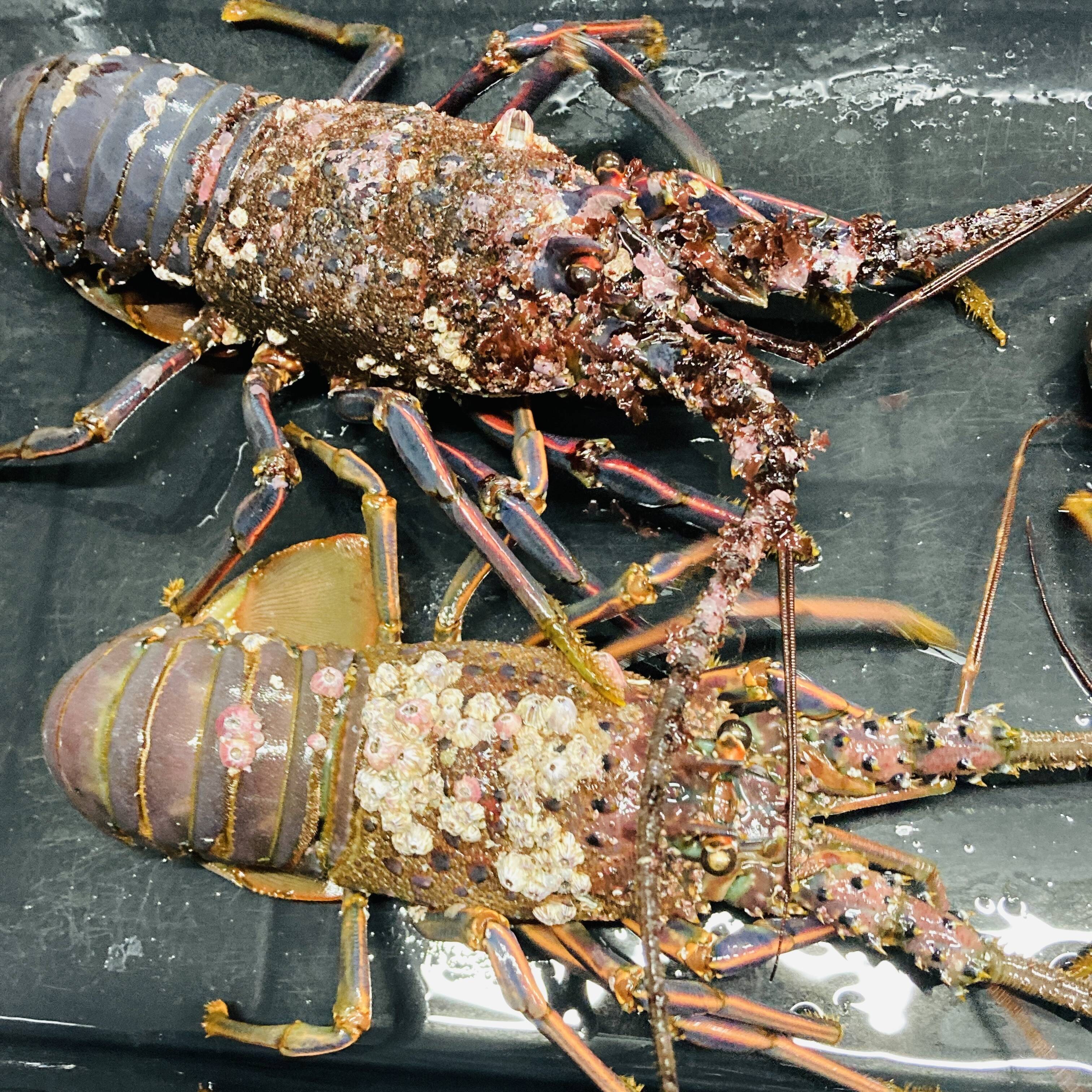 訳あり（フジツボ付きメス） 活伊勢海老 大1キロ（2〜3匹）：千葉県産