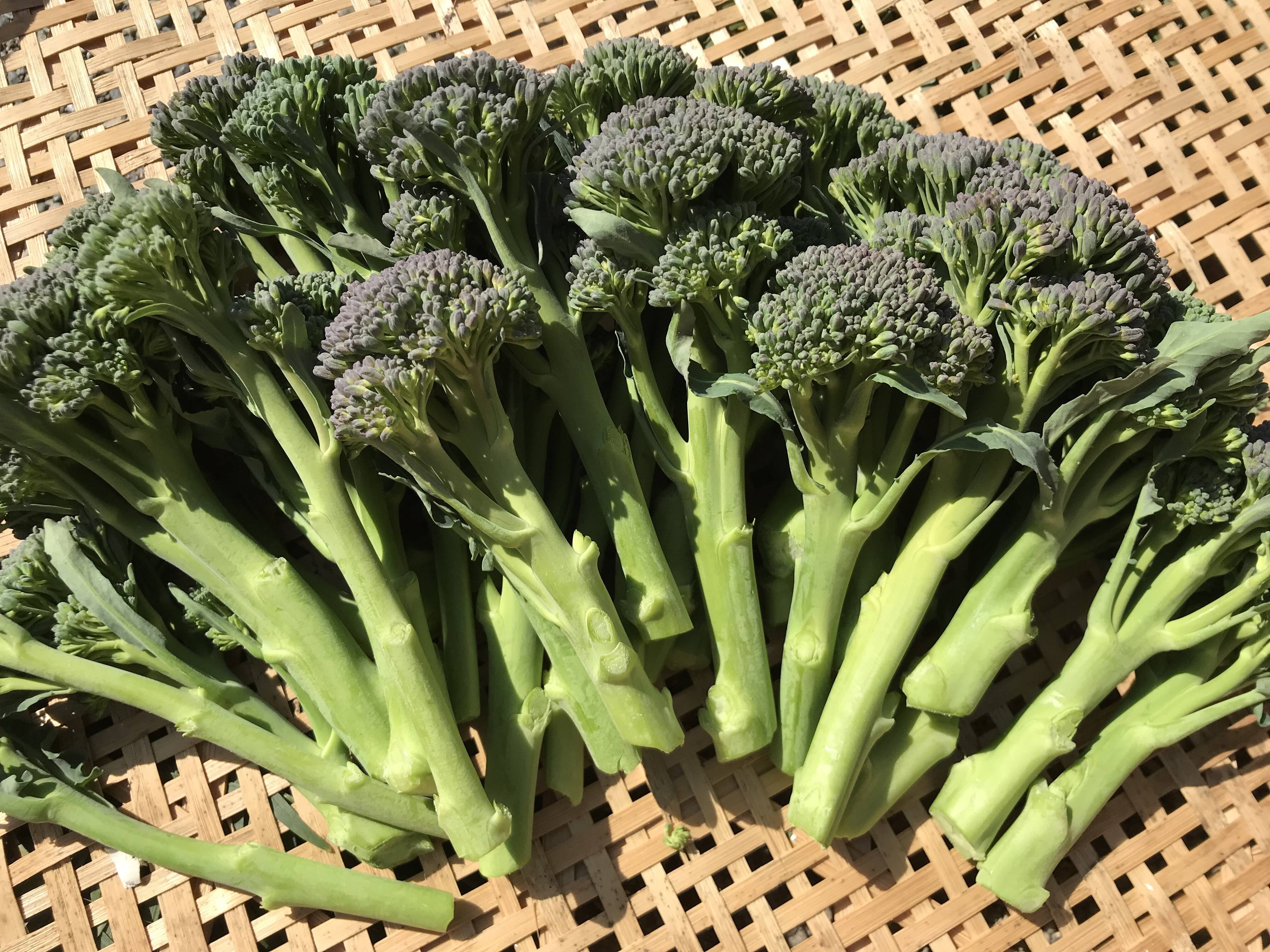 スティックセニョールとかき菜 - 野菜