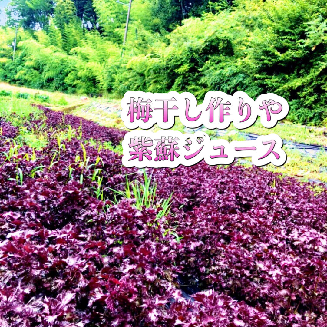 5kg自然栽培大好評の赤紫蘇！農薬不使用！朝採り新鮮！：広島