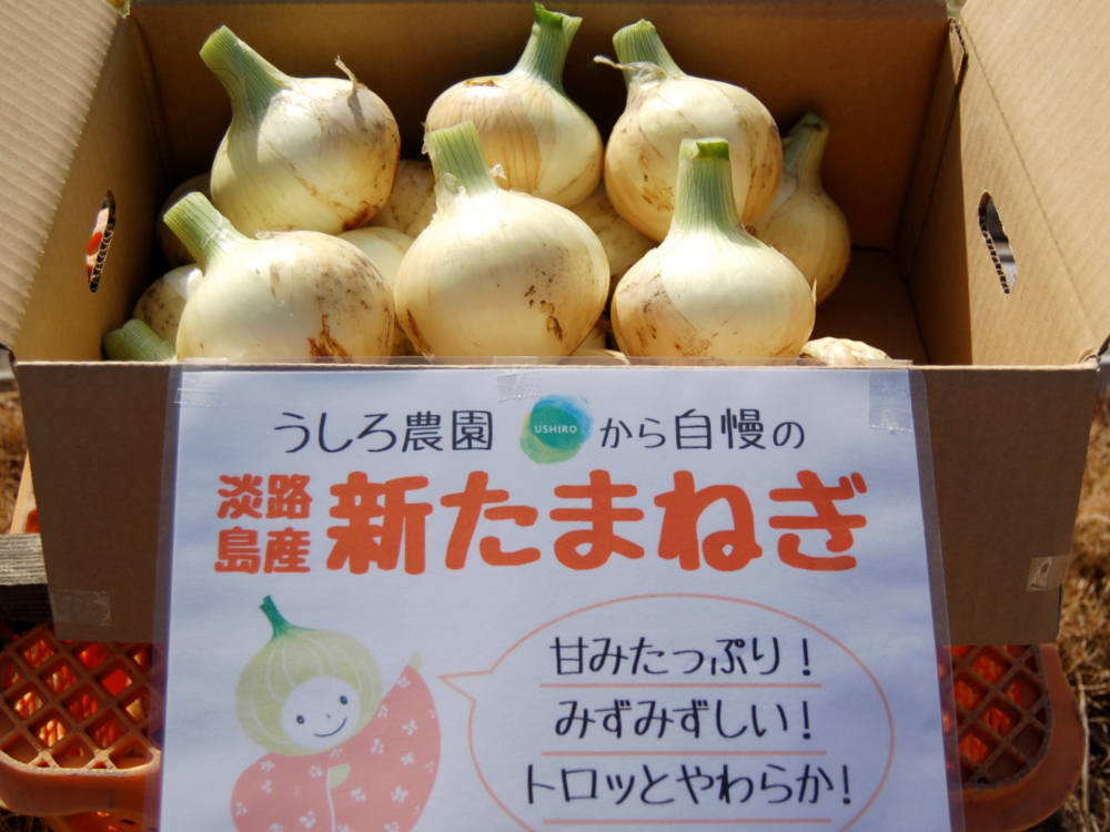 訳あり＞淡路島産新玉ねぎ5kg 高糖度 新玉葱 新タマネギ - 野菜