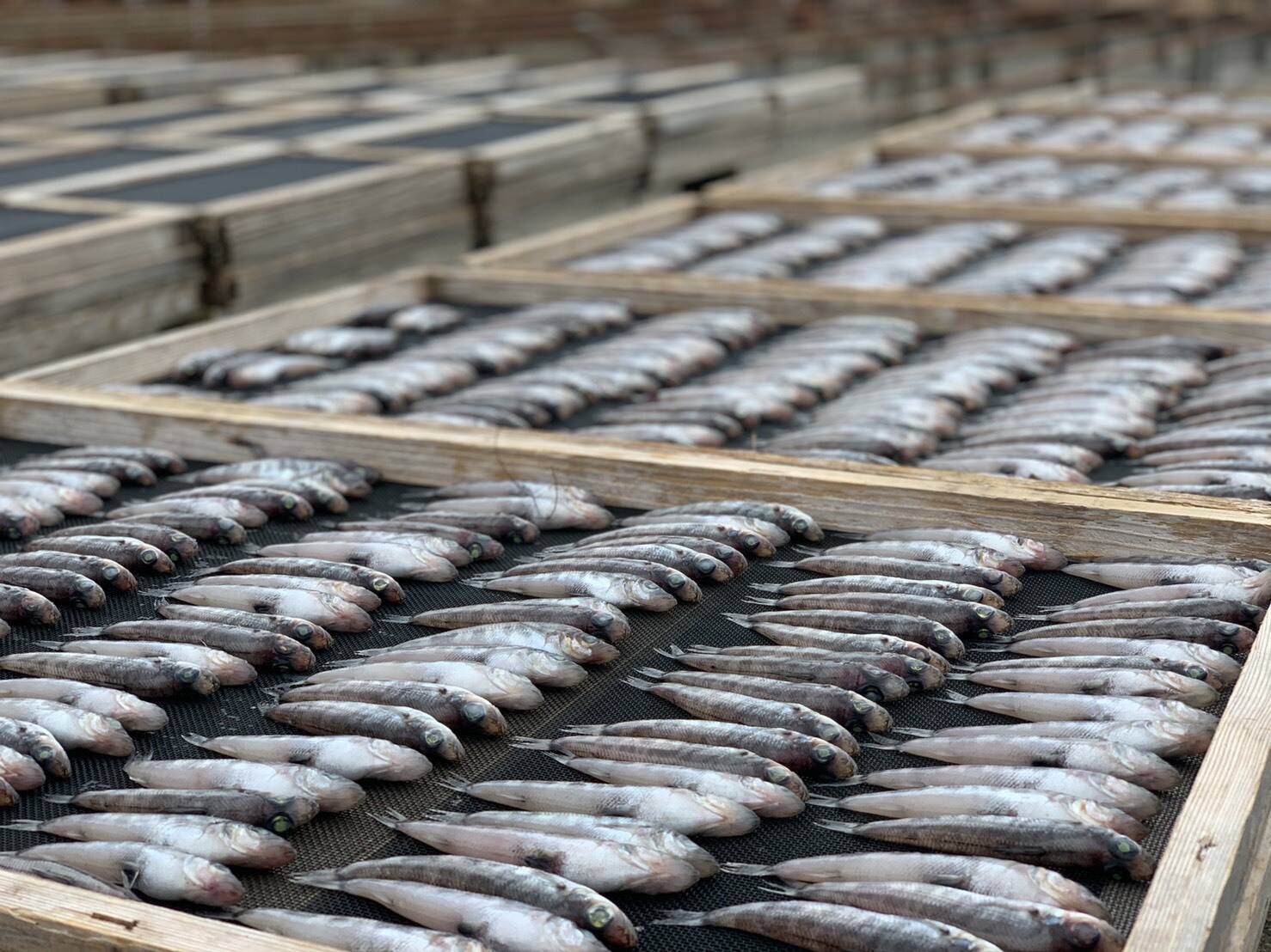 丸干し対決 さよりvs メヒカリの食べ比べセット 千葉県産 食べチョク 農家 漁師の産直ネット通販 旬の食材を生産者直送