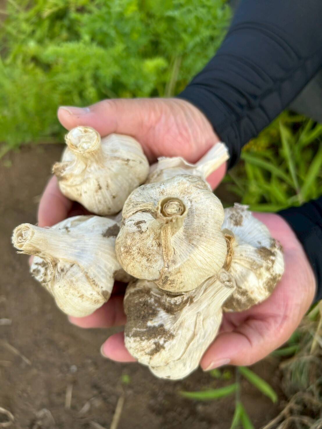 濃厚で甘い！大粒福地ホワイト六片にんにく Sサイズ 3kg（栽培期間中