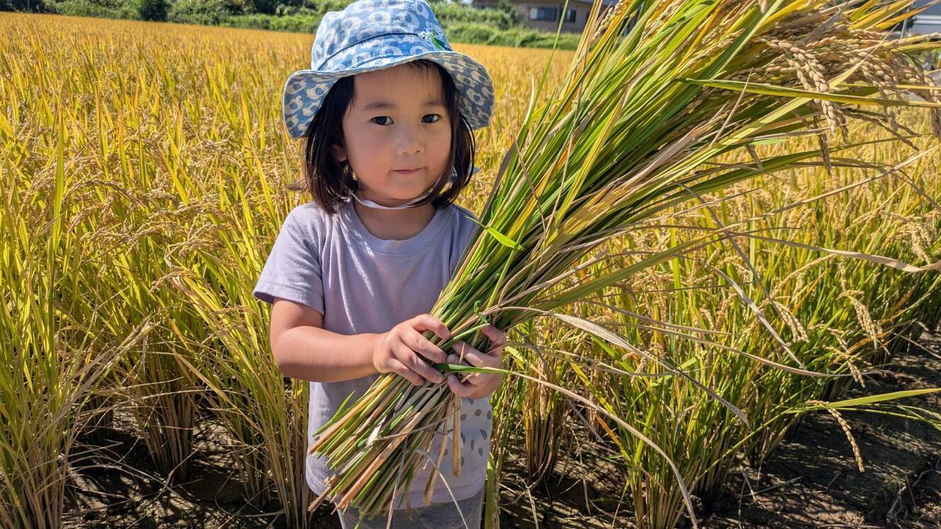 🌾【令和8年産】森のくまさん🌾節減対象農薬：栽培期間中不使用（白米