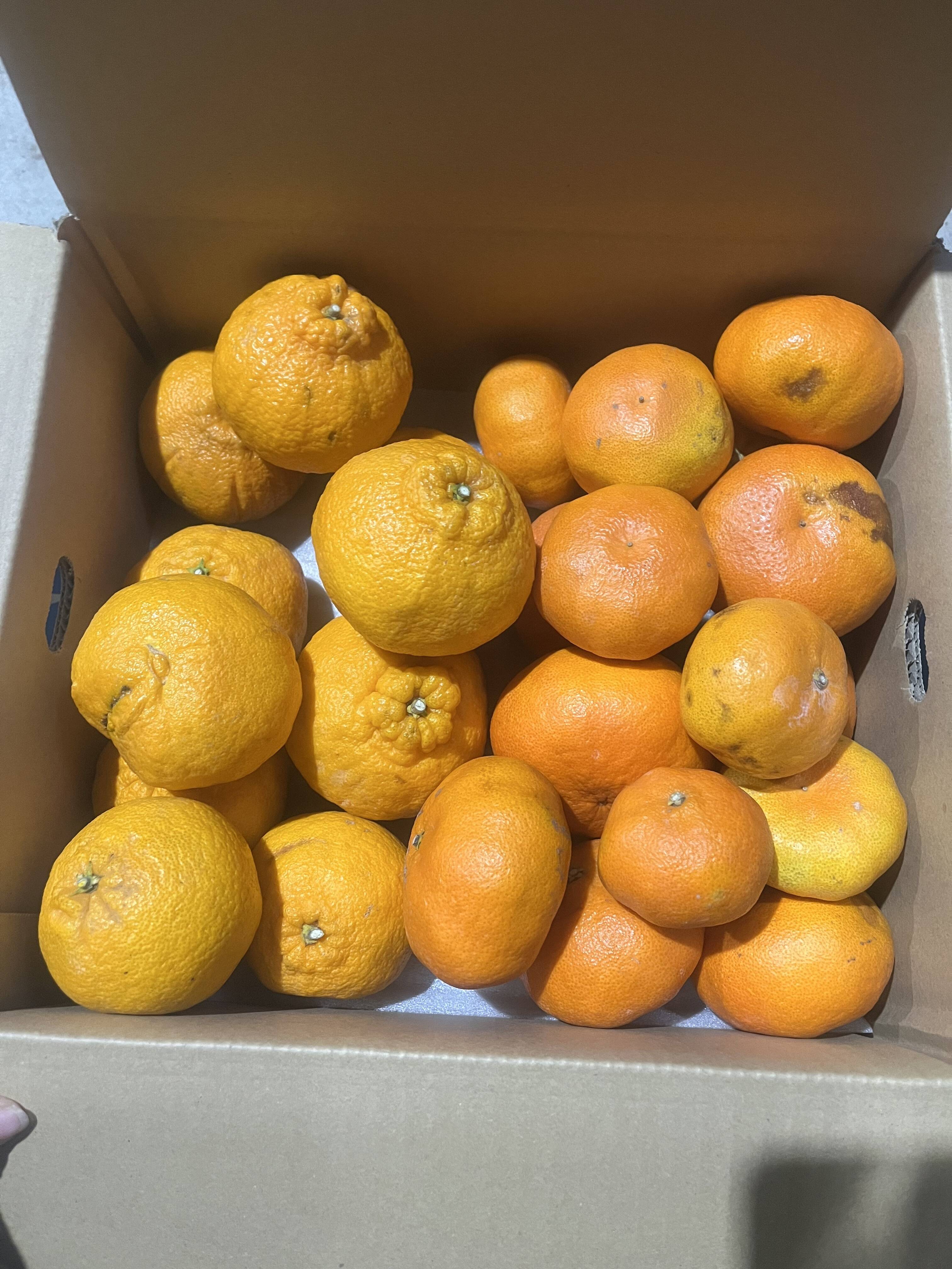訳あり 甘平＆不知火5kgセット：愛媛県産のみかん・柑橘類｜食べチョク