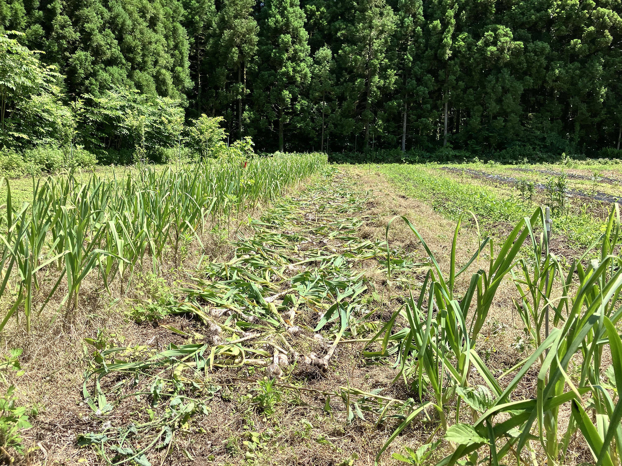 愛知県産ジャンボにんにく☆バラ箱込み5キロ農薬不使用