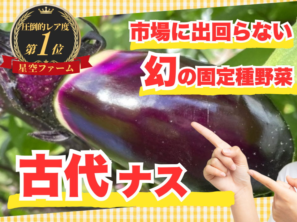 🍆一般流通しない古代ナス🍆見つけたら幸運の持ち主☆古代種ブランド