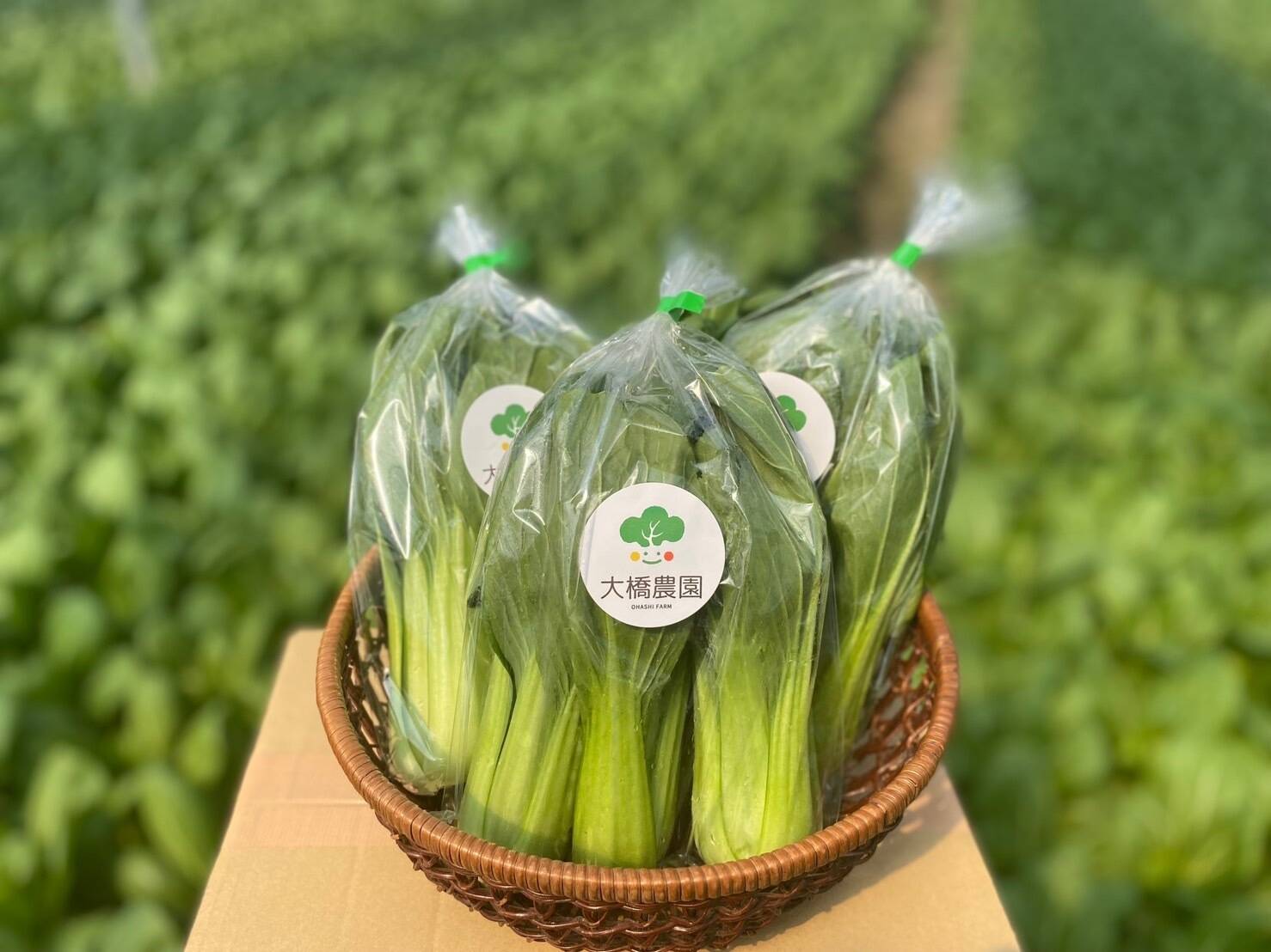 元シェフが育てるベビーチンゲン菜 【3株×6袋】 〜シャキシャキ食感