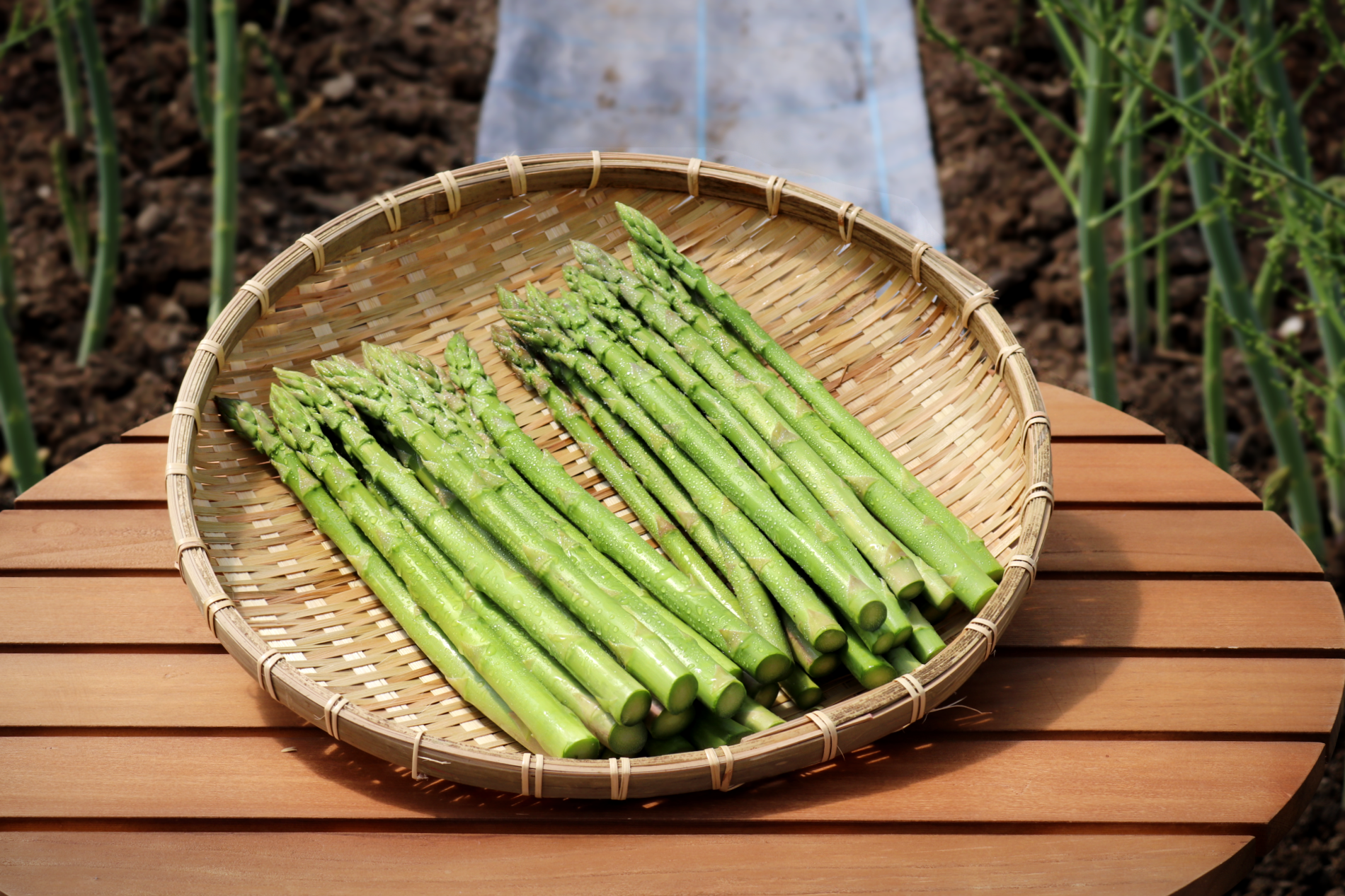 ちょっと訳ありB品／ 北海道日高産 朝採りアスパラ 夏芽 (サイズ無選別