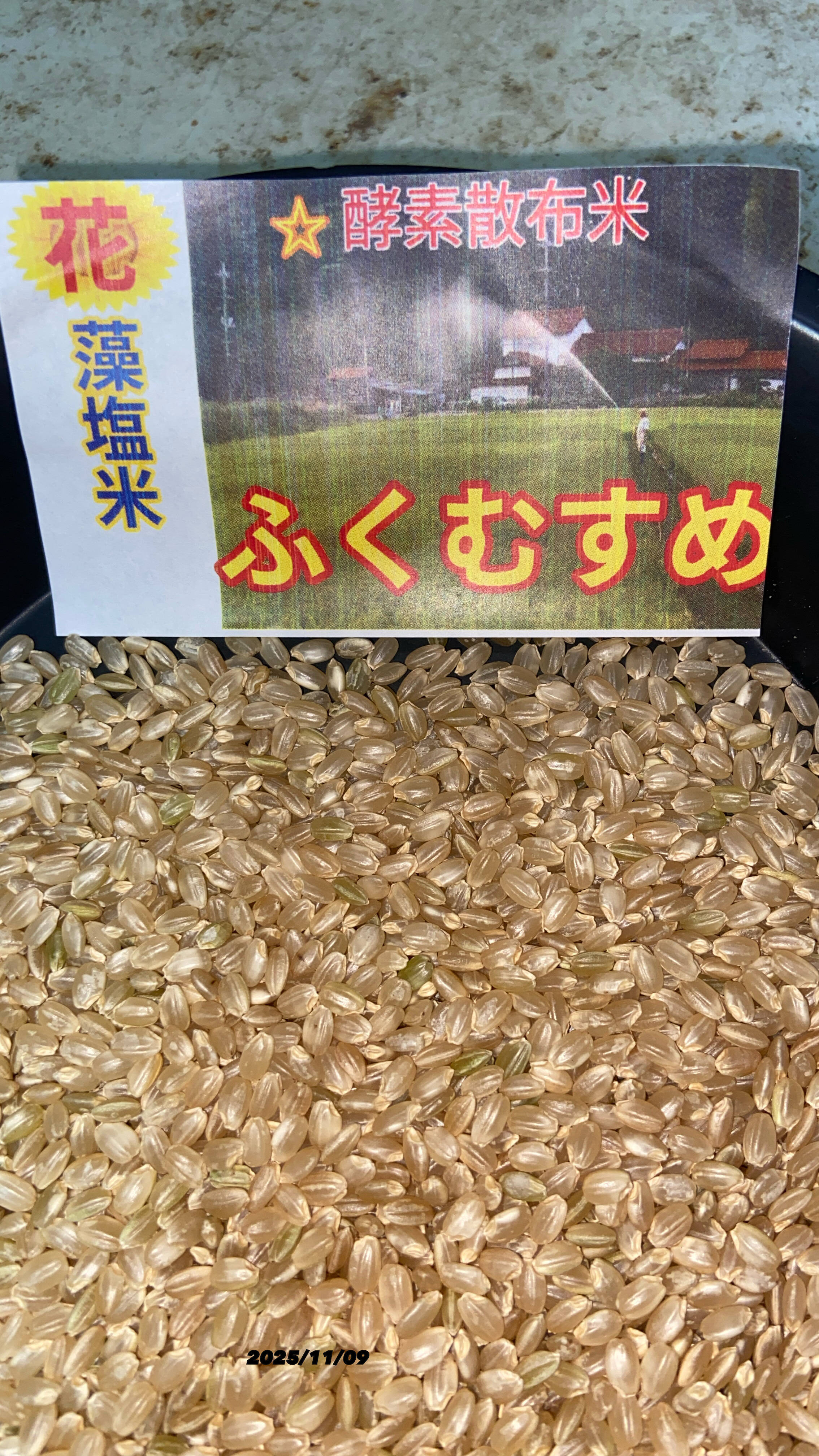 令和7年9月に刈り取りました。 新米ミルキークイーンの改良品種で低