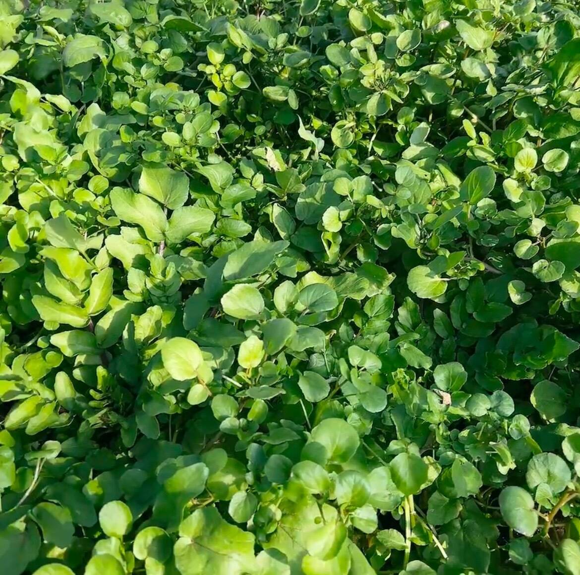 農薬不使用】極上サラダクレソン（500g）最強スーパーフード：茨城県産