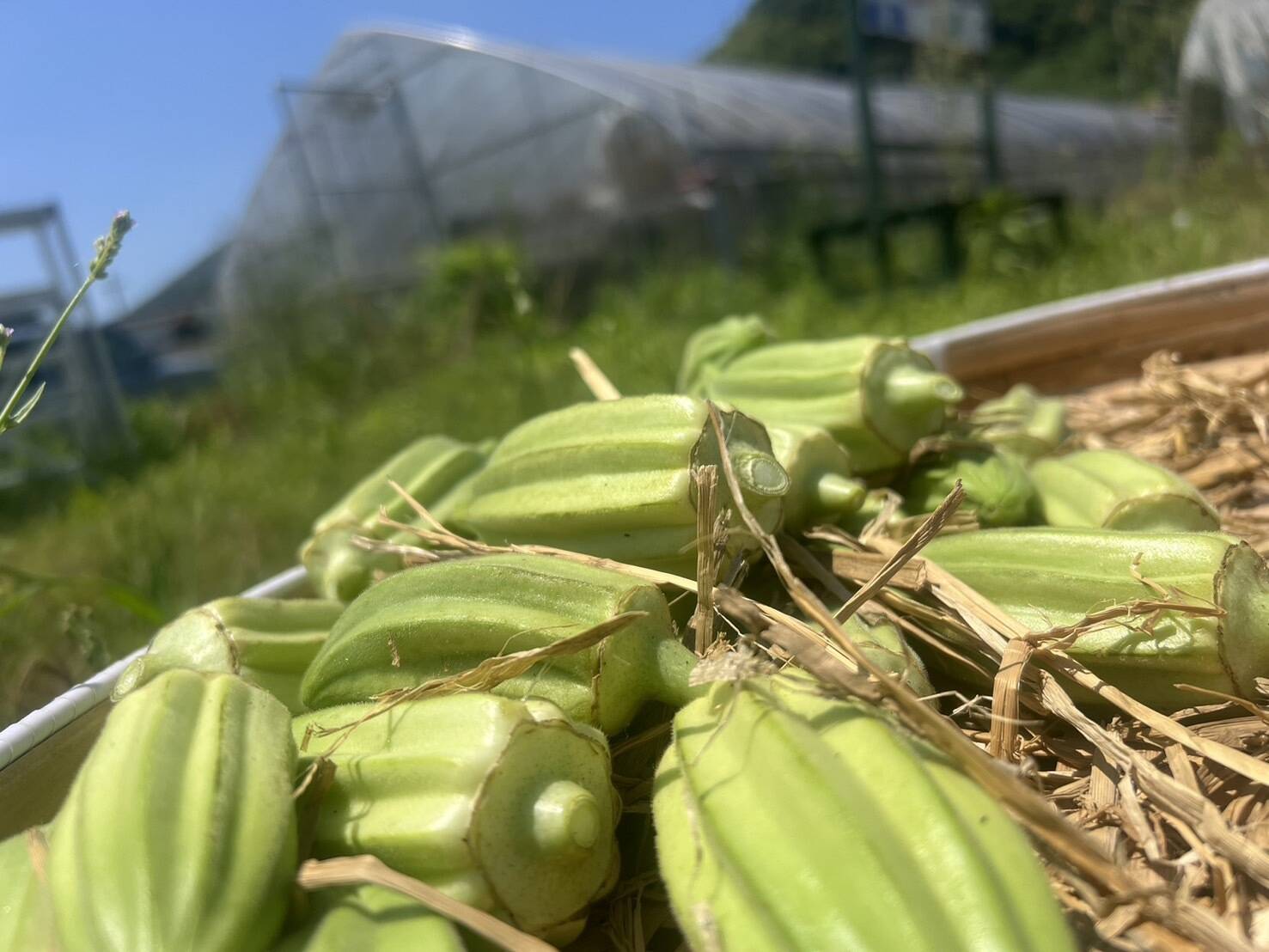 星形で種もプチプチ旨オクラ‼その名「ダビデの星」 農薬一切不使用 ：長崎県産のダビデの星｜食べチョク｜産地直送(産直)お取り寄せ通販 -  農家・漁師から旬の食材を直送