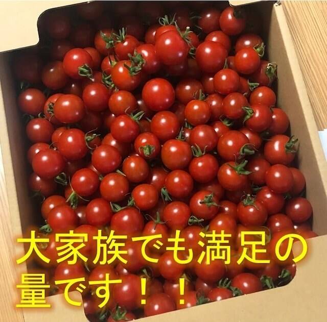 トマト好きが、恋をする。 3000ｇ 金赤トマト ﾐﾆﾄﾏﾄ：愛知県産のトマト 