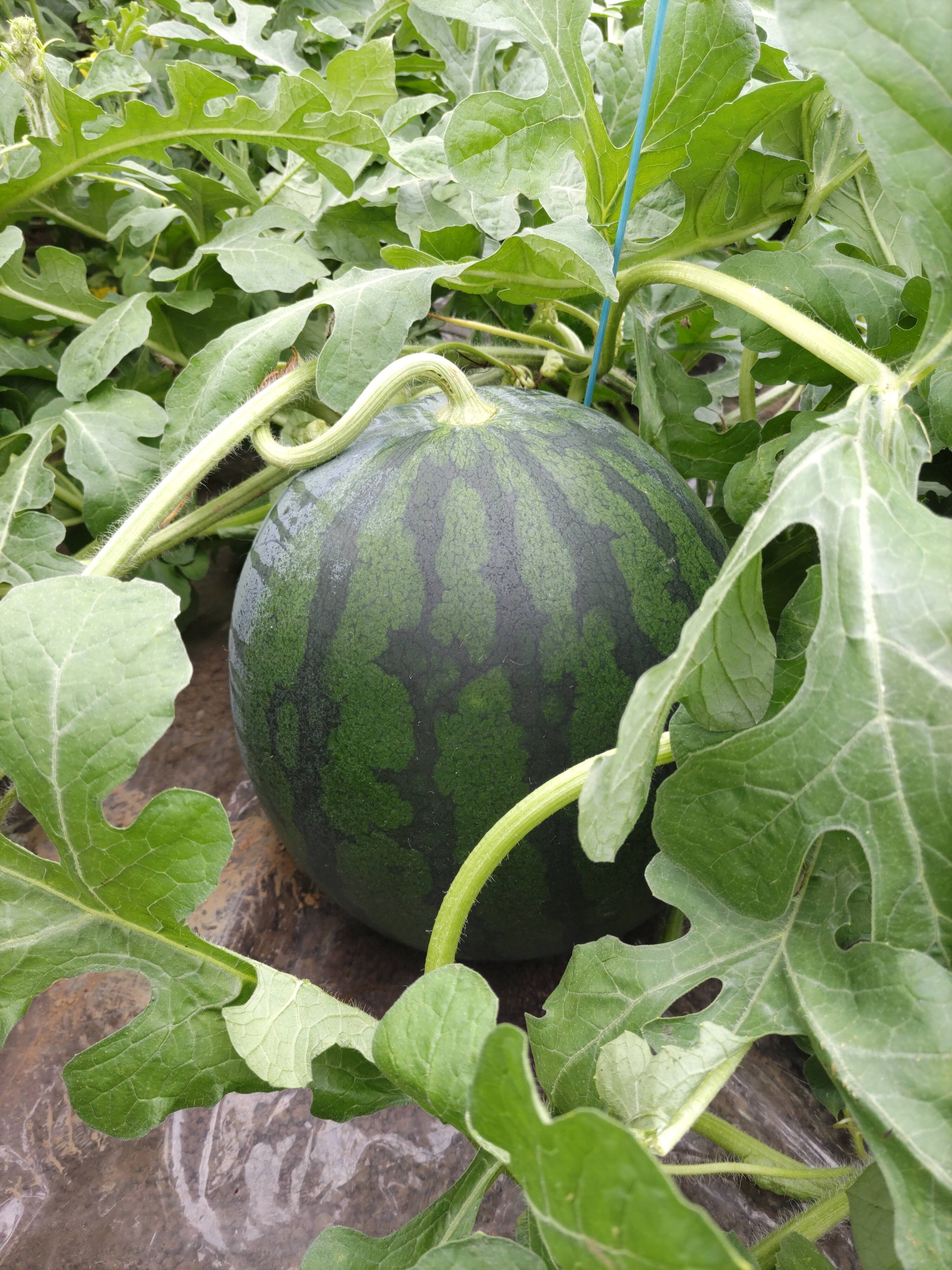 黒皮大玉すいか 6〜8Kg：熊本県産のその他スイカ｜食べチョク｜産地