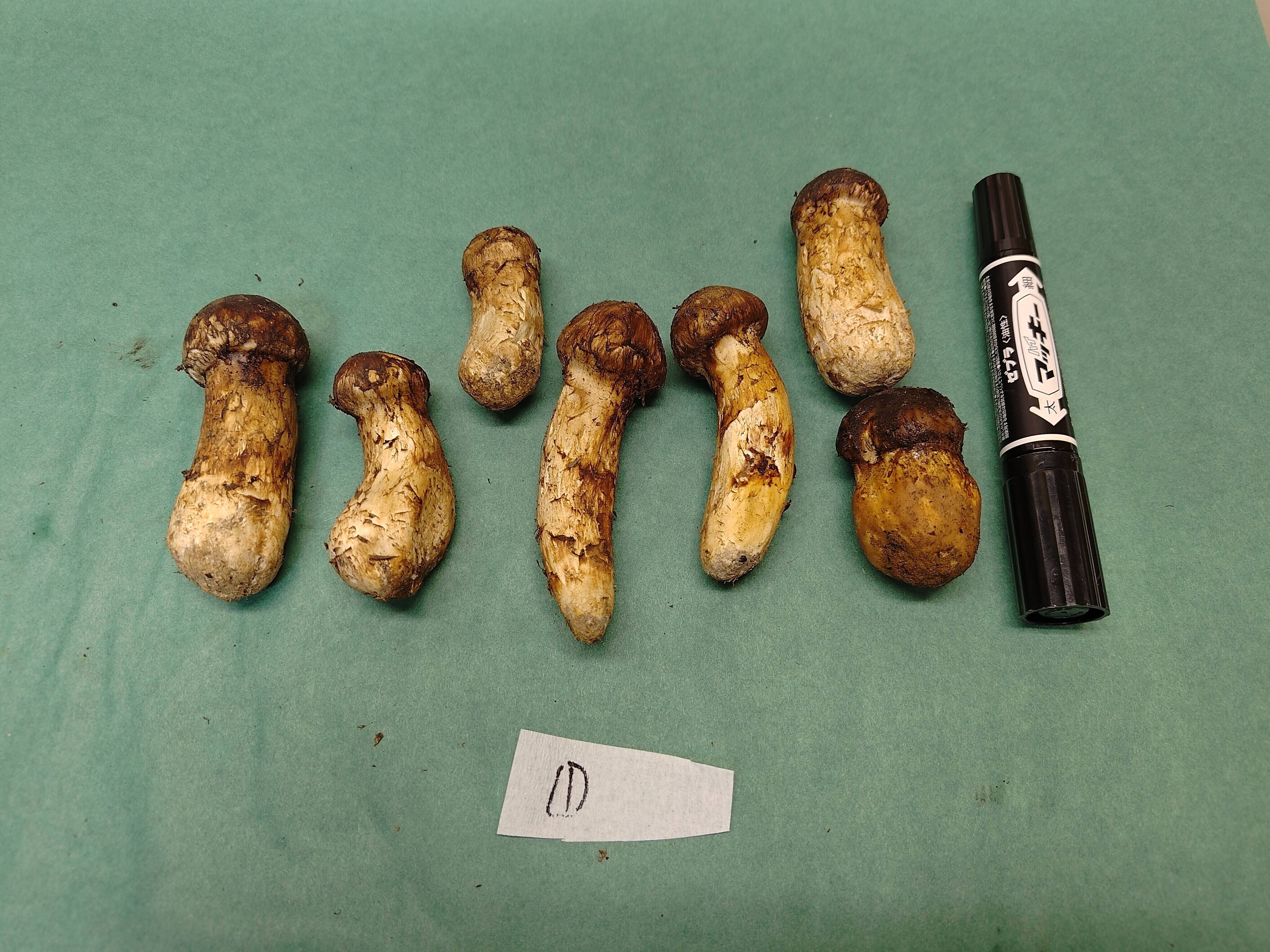 国産天然松茸！お二人様向け150g前後セット販売中です🍄｜食べチョク