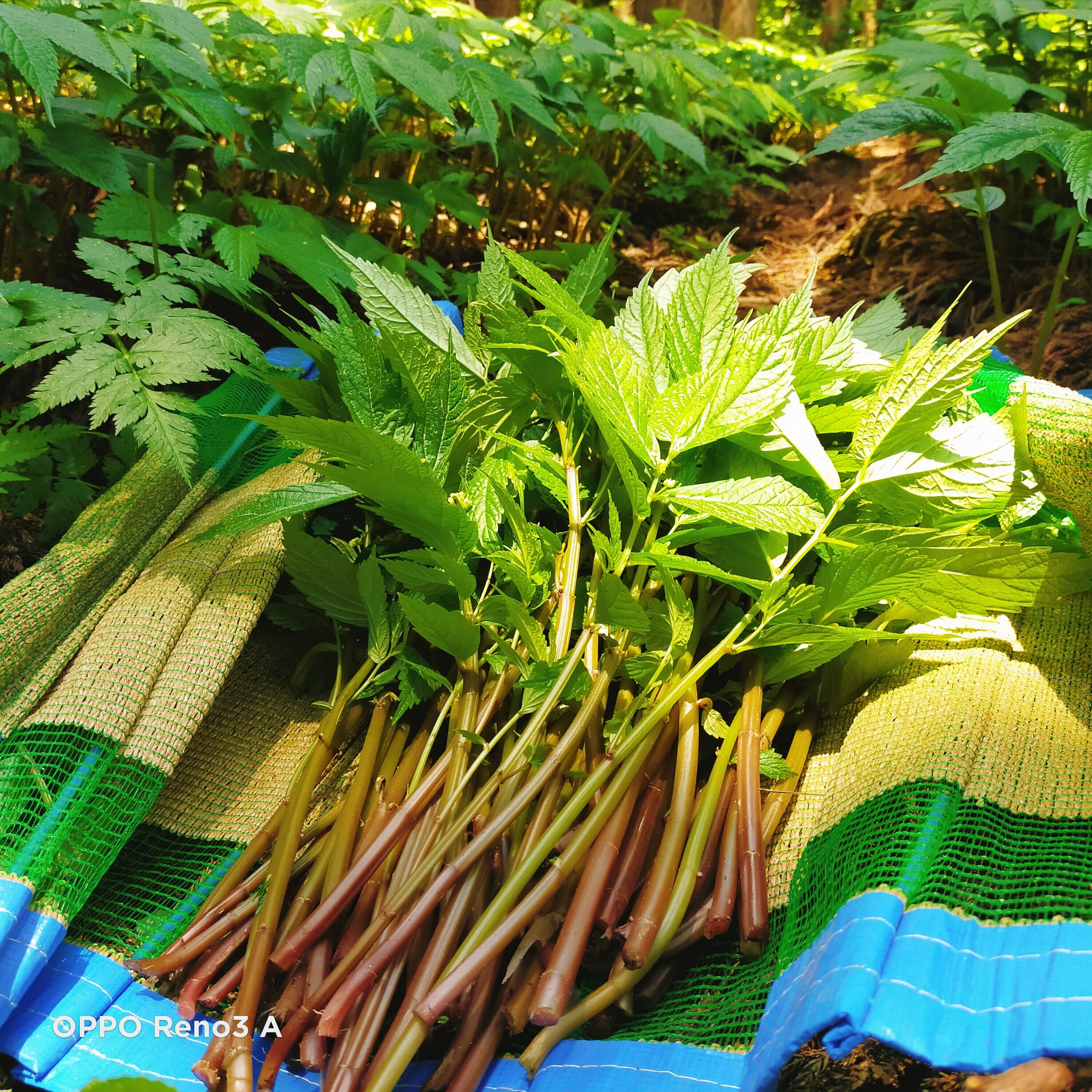 山菜　みず　自然栽培　赤みず　ウワバミソウ　1ｋｇ