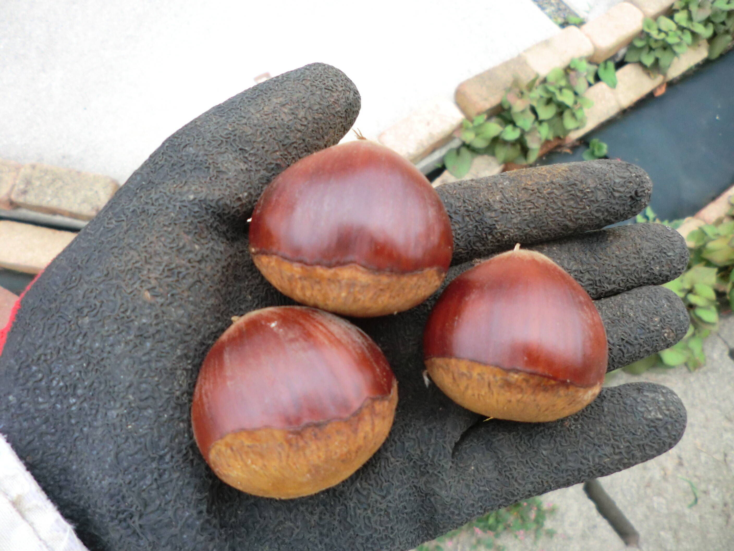 500ef157315cdeea6bbd0266a4a060