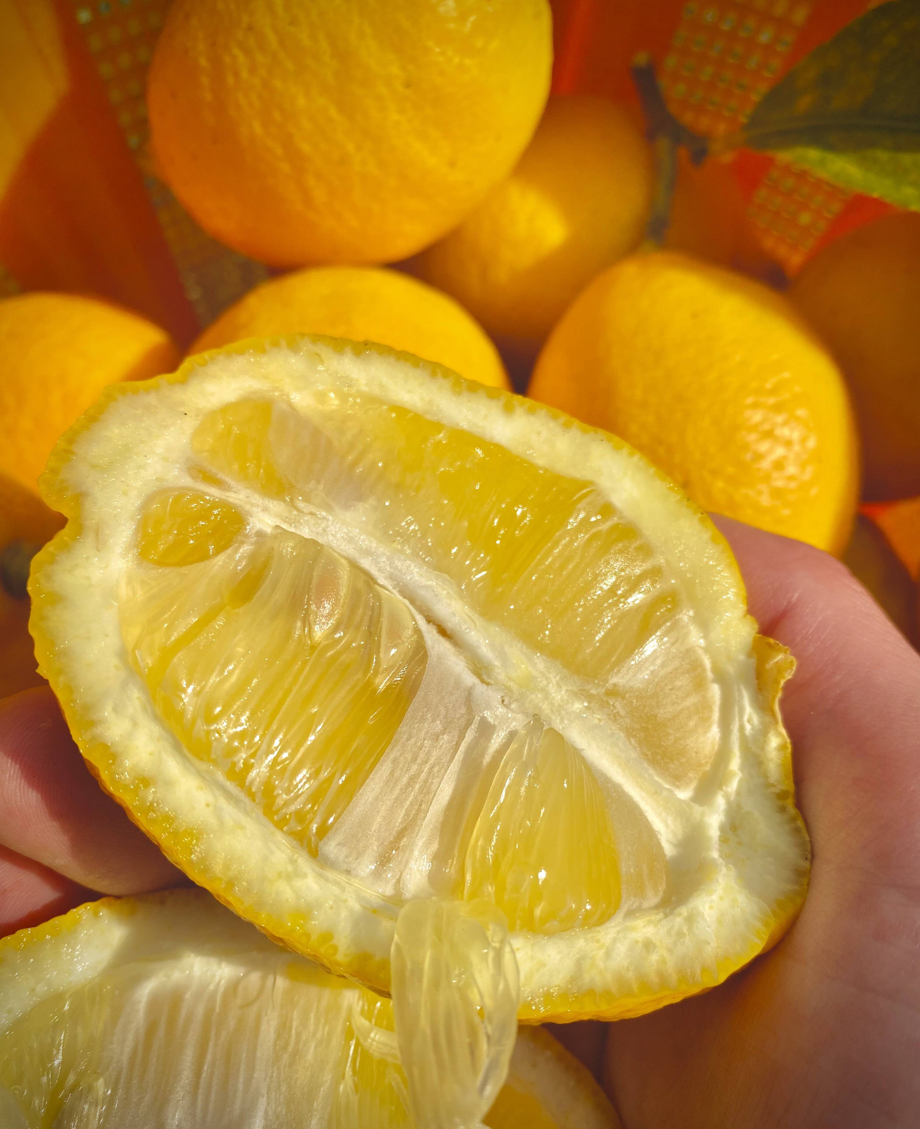 LEMON】熱海レモン 約8kg：静岡県産のみかん・柑橘類｜食べ
