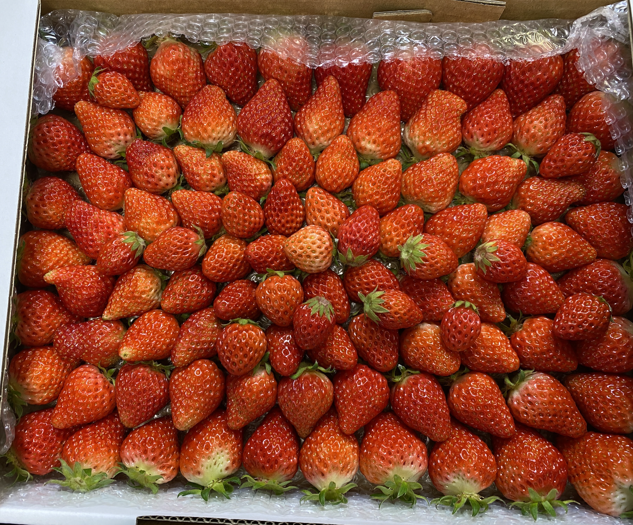 苺　0830 新品種】三重県産いちご「うた乃」250g×2パック ※配送日指定不可: 三重