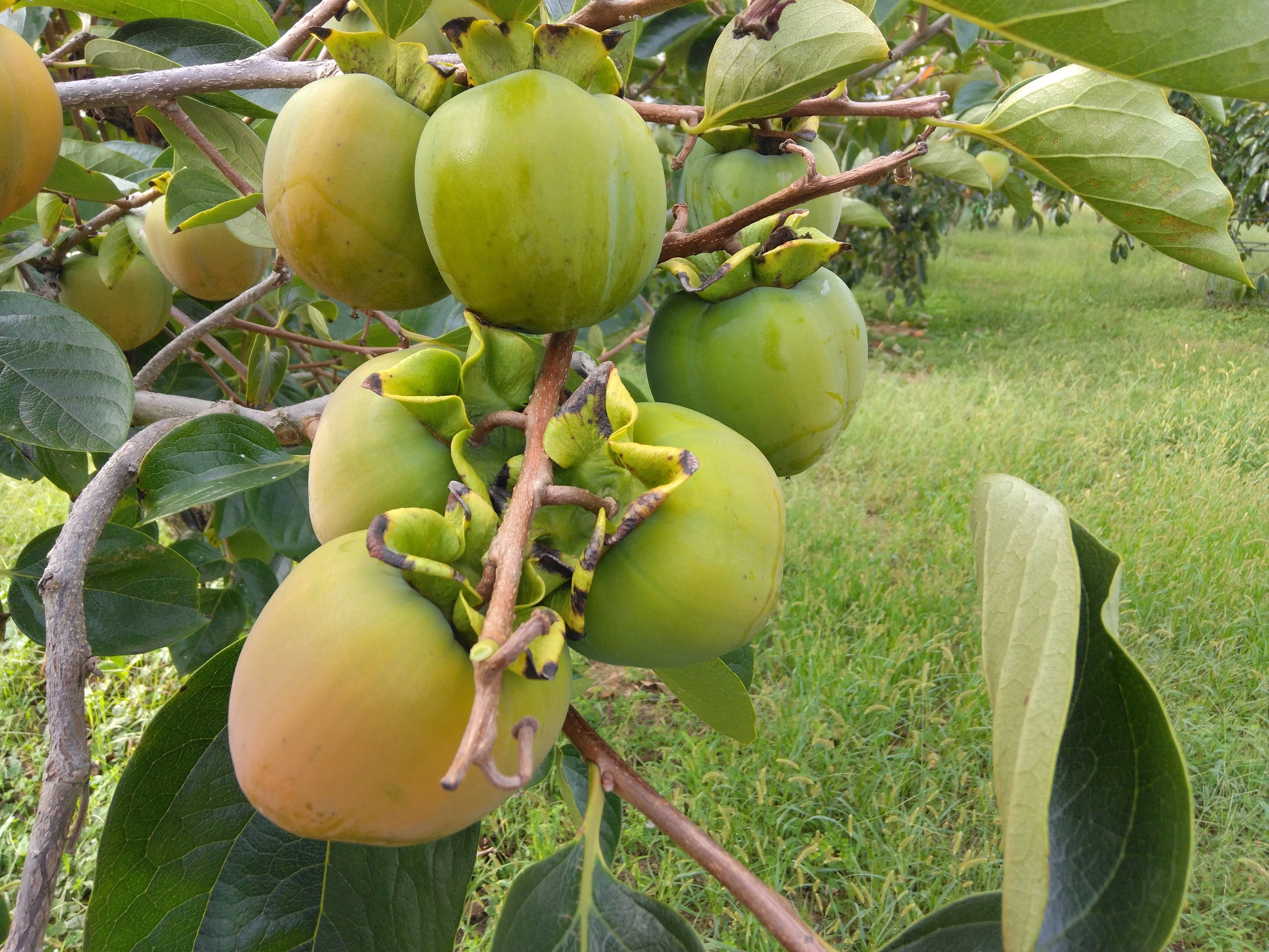 山梨県」甲州百目（干し柿用渋柿）2kg（6～8個）：山梨県産の甲州百