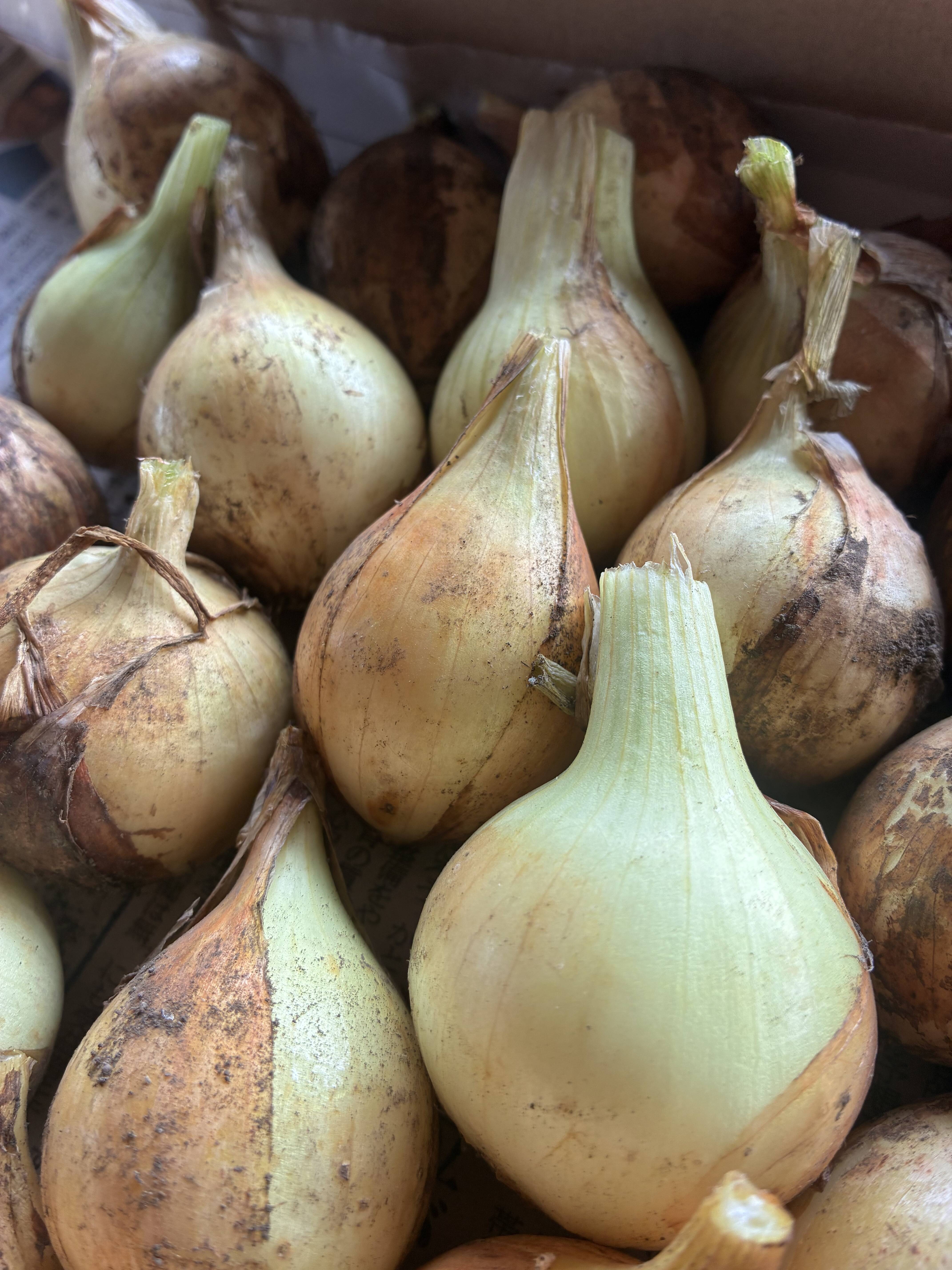 青森県産　S-M玉　1ネット1キロを5ネット 青森県産 玉ねぎ S〜SSサイズ：青森県産の野菜｜食べチョク｜産地直送