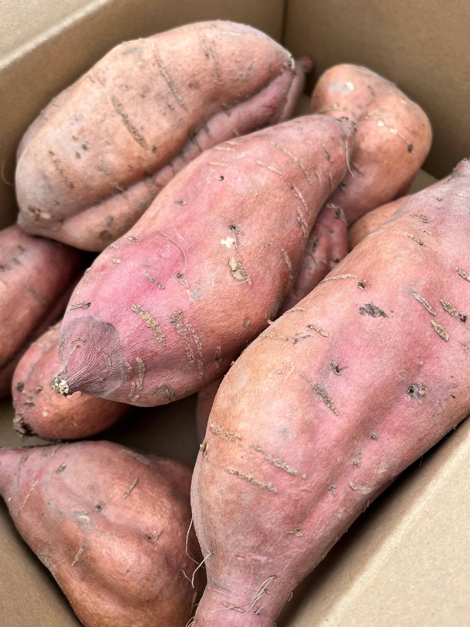 さつまいも　安納芋　17キロ 農薬、化学肥料無使用！安納芋/ふぞろい5kg【さつまいもの王様