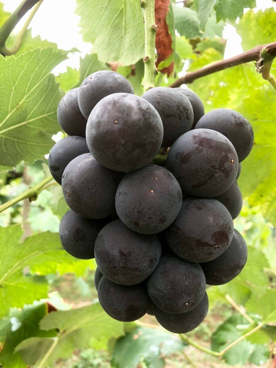 Nini farm人気品種【オーロラブラック】🍇｜食べチョク｜産地直送(産直