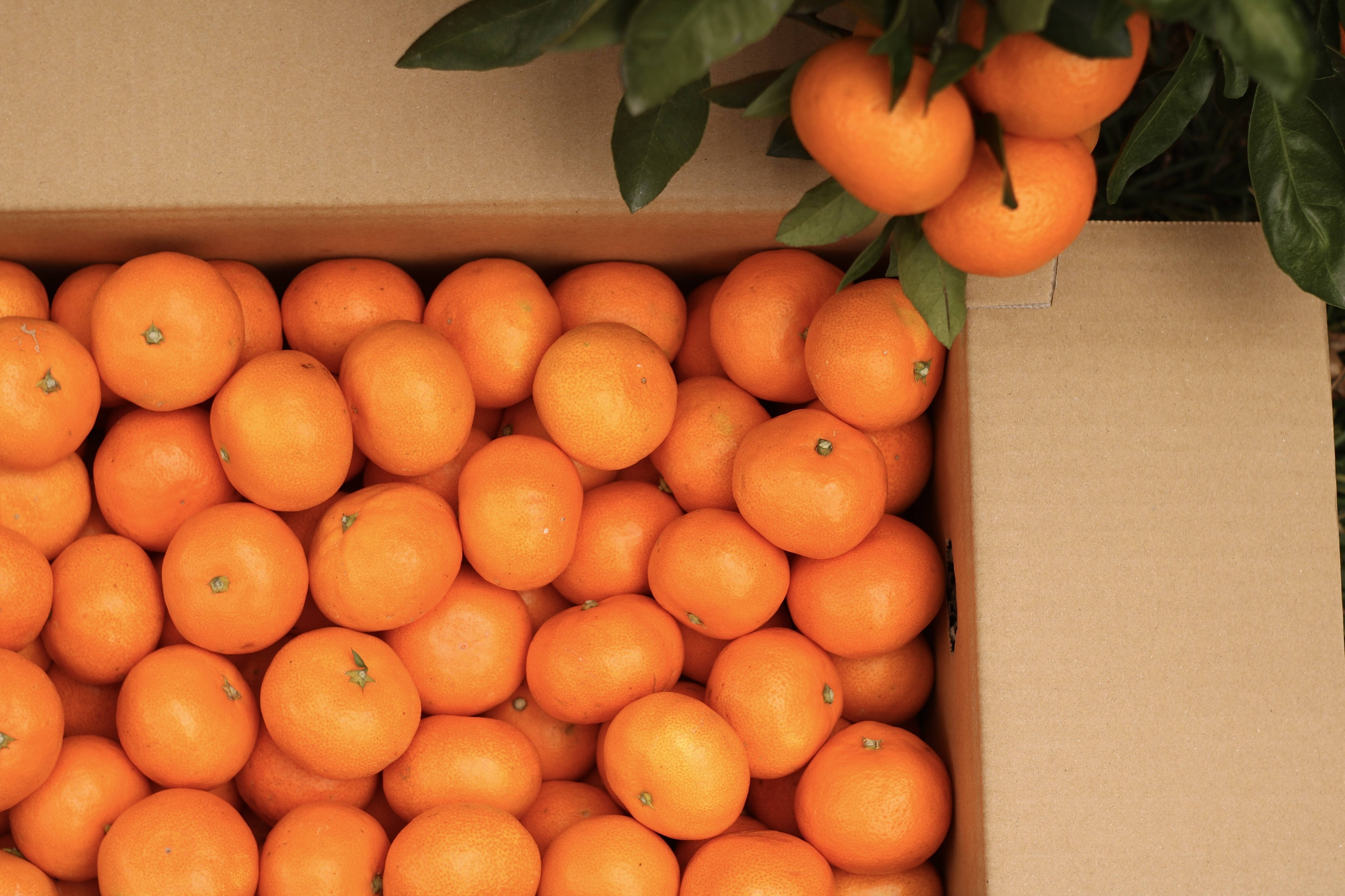 みかん 冬ギフト】暁みかん3kg S〜Lサイズ 11月中旬頃発送開始！：愛媛県産の